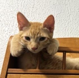 Jupiter #car-stowaway