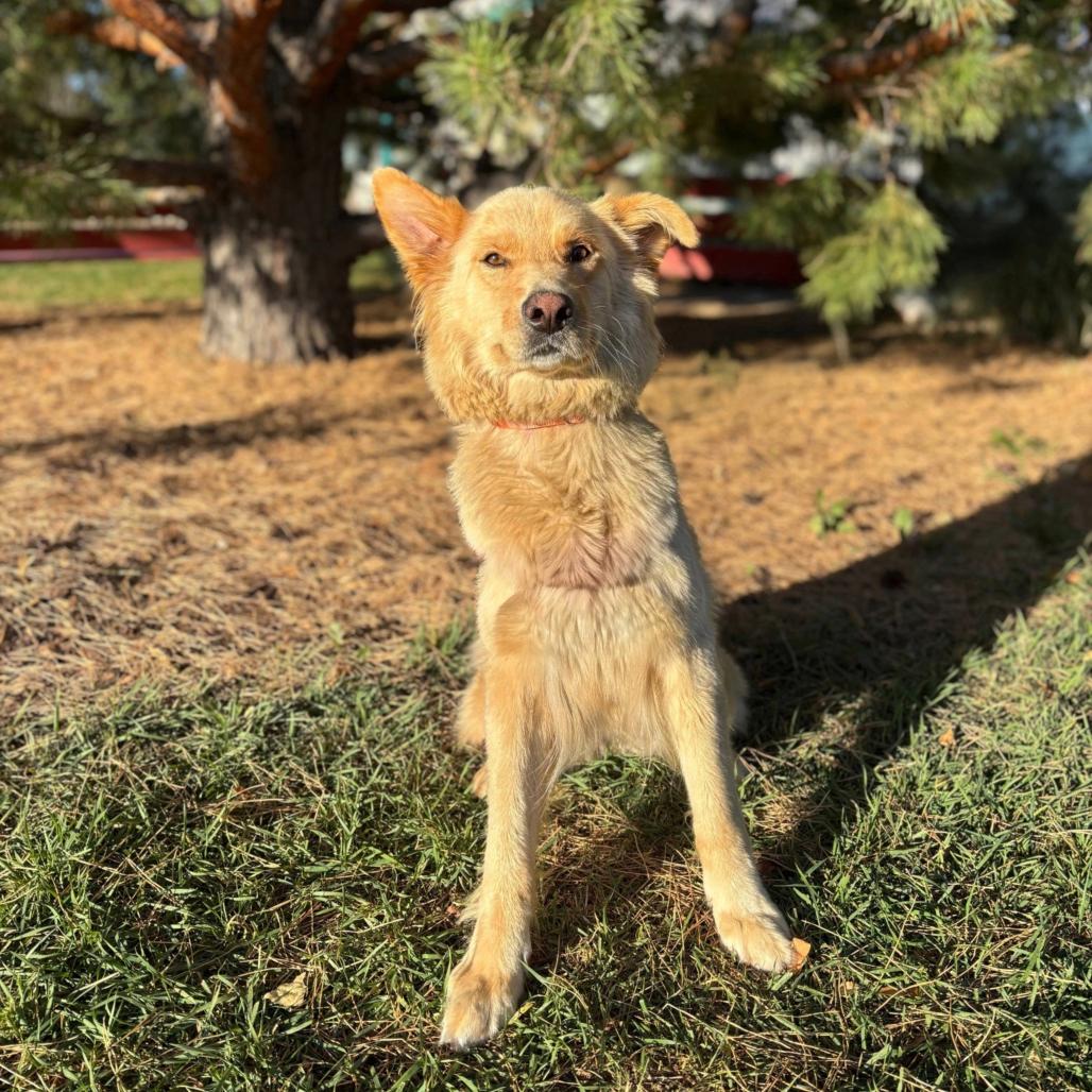 Enlarge Lupita--In Foster, a Adoptable mixed breed in Fargo, ND image 1/5