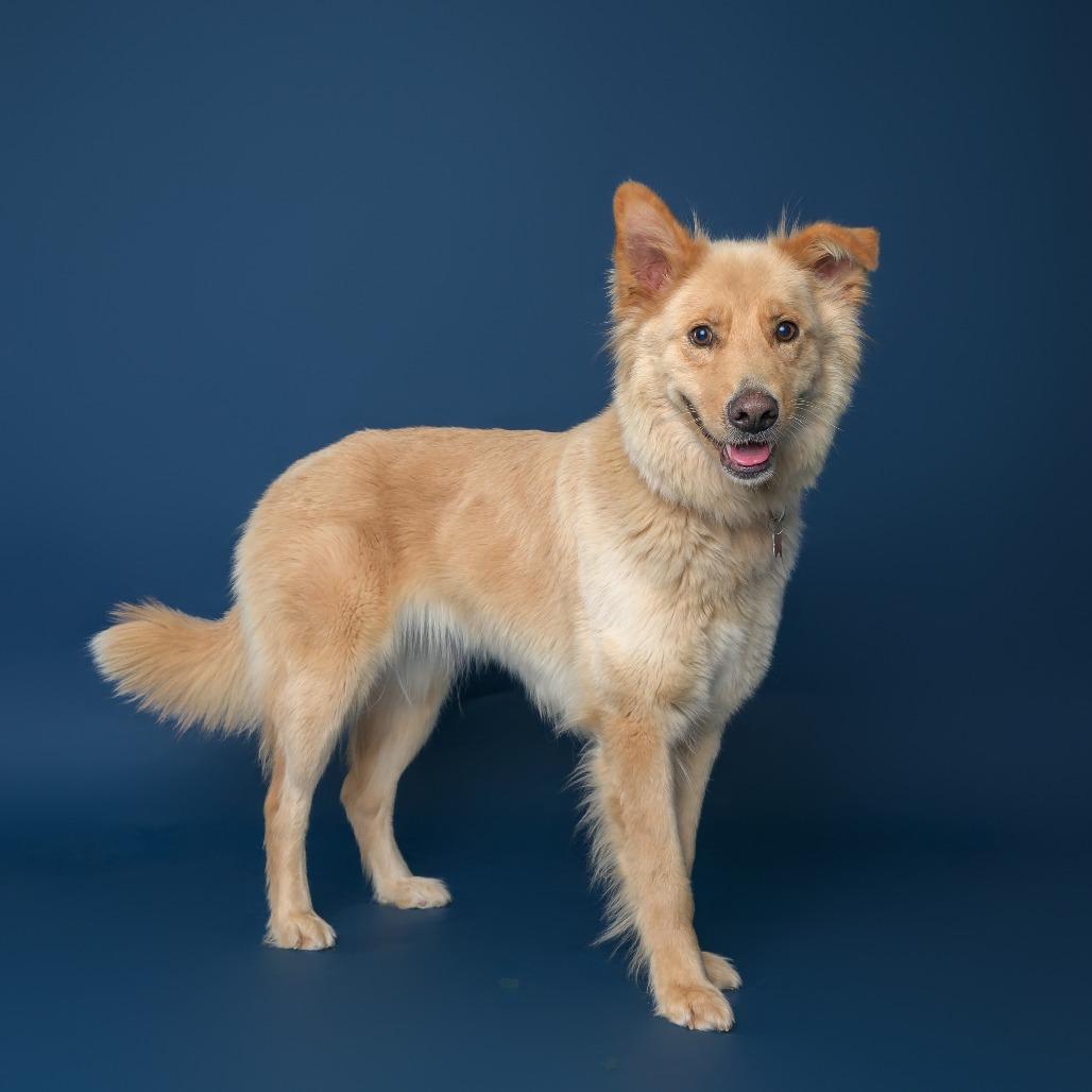 Enlarge Lupita--In Foster, a Adoptable mixed breed in Fargo, ND image 2/5