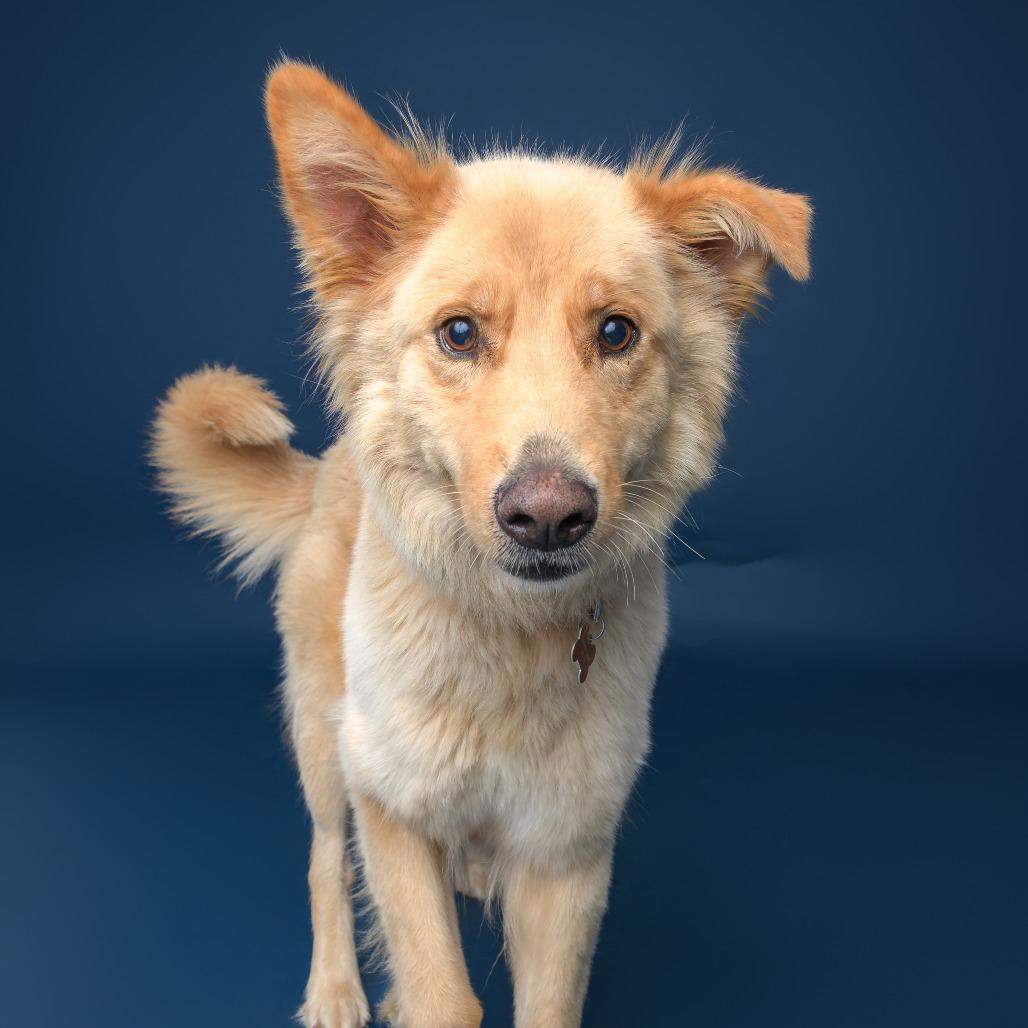 Enlarge Lupita--In Foster, a Adoptable mixed breed in Fargo, ND image 3/5