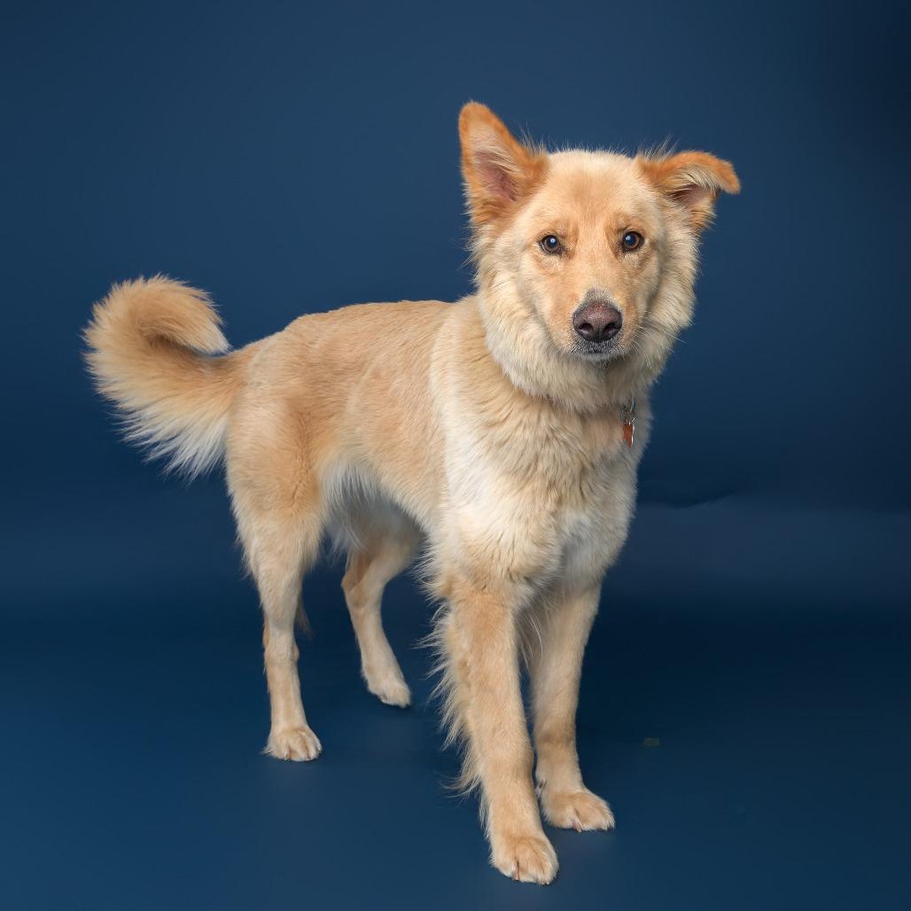 Enlarge Lupita--In Foster, a Adoptable mixed breed in Fargo, ND image 4/5