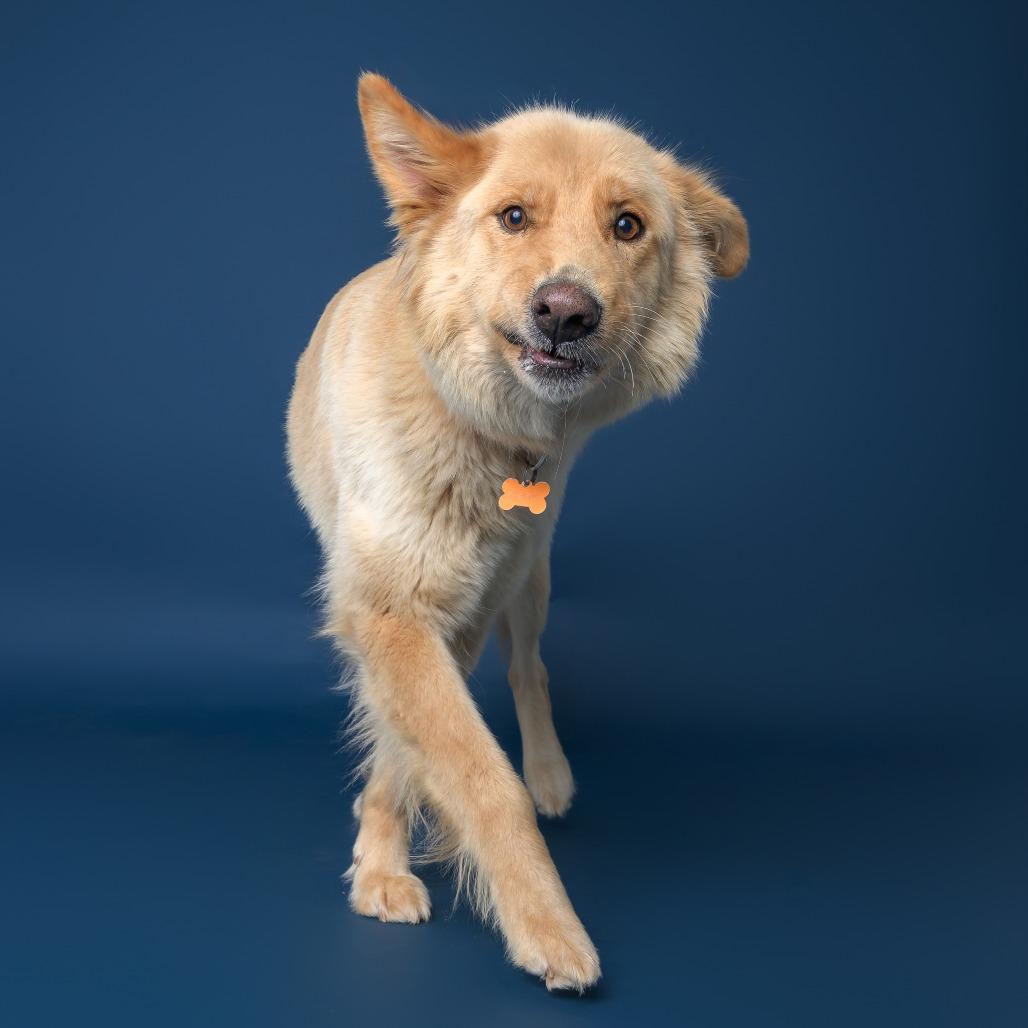 Enlarge Lupita--In Foster, a Adoptable mixed breed in Fargo, ND image 5/5