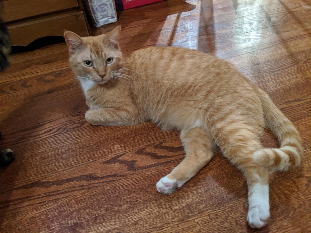 Rusty, Adopted, Senior Male Domestic Short Hair.