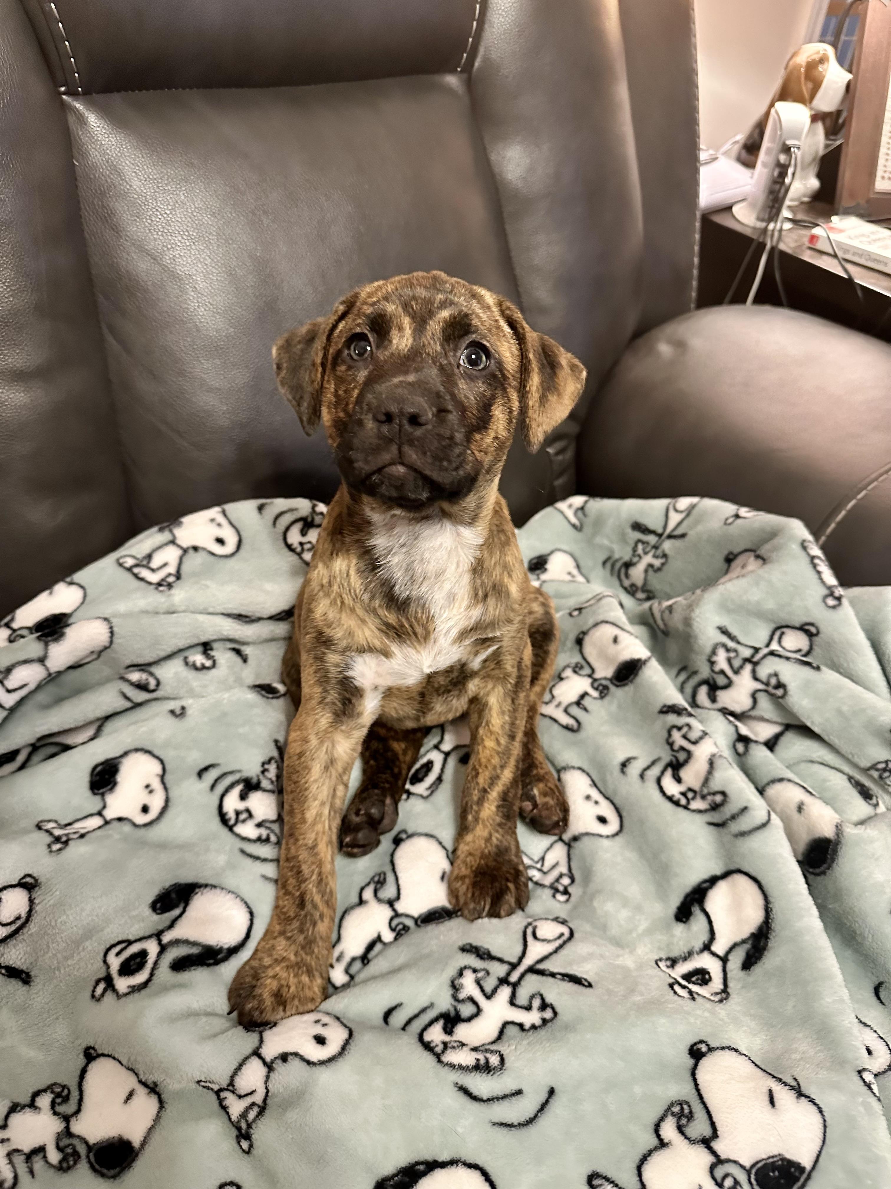 Enlarge Maple, a Adoptable mixed breed in Warwick, RI image 6/6