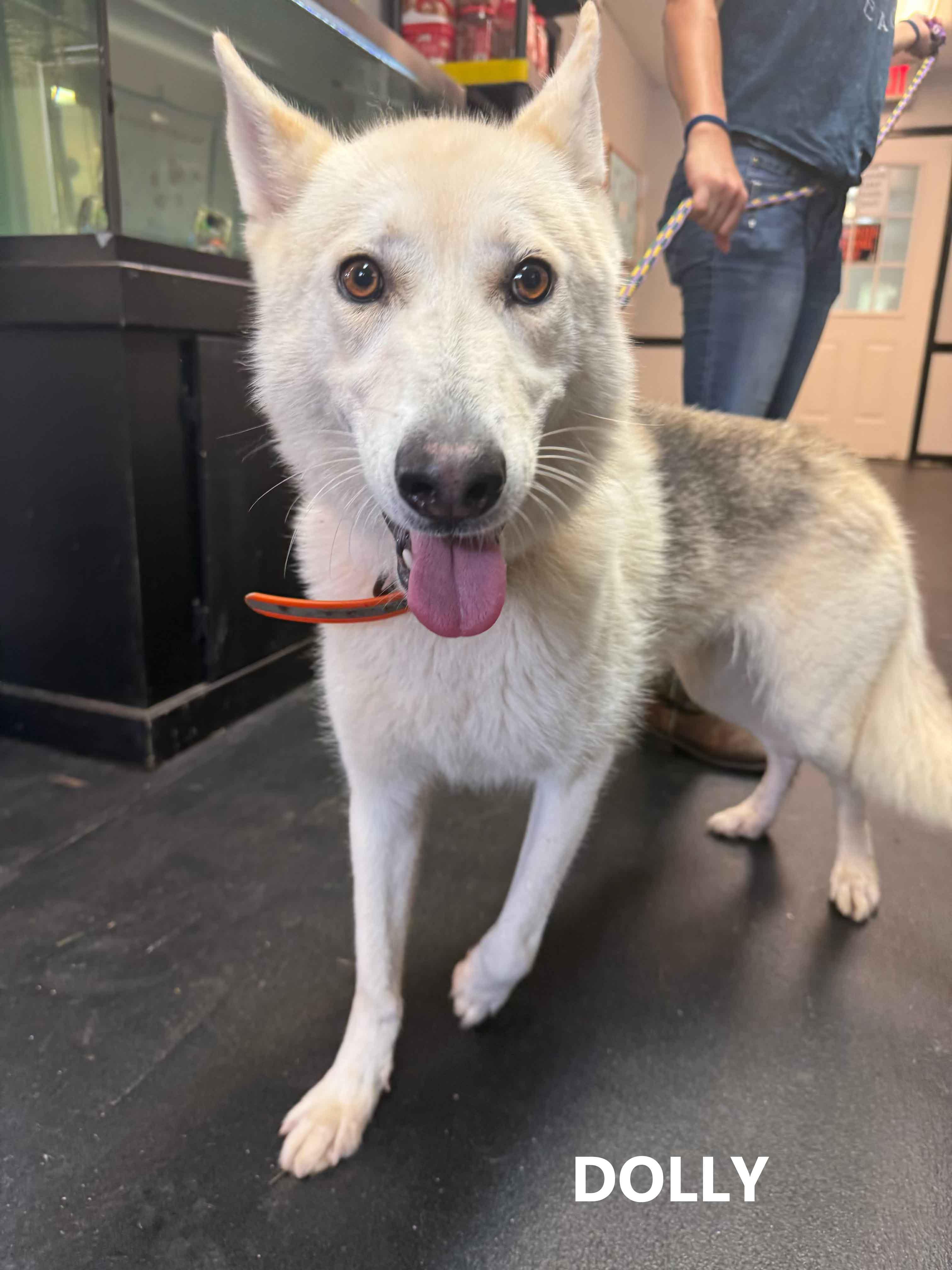 Dolly, adopted, Young Female Husky & German Shepherd Dog.