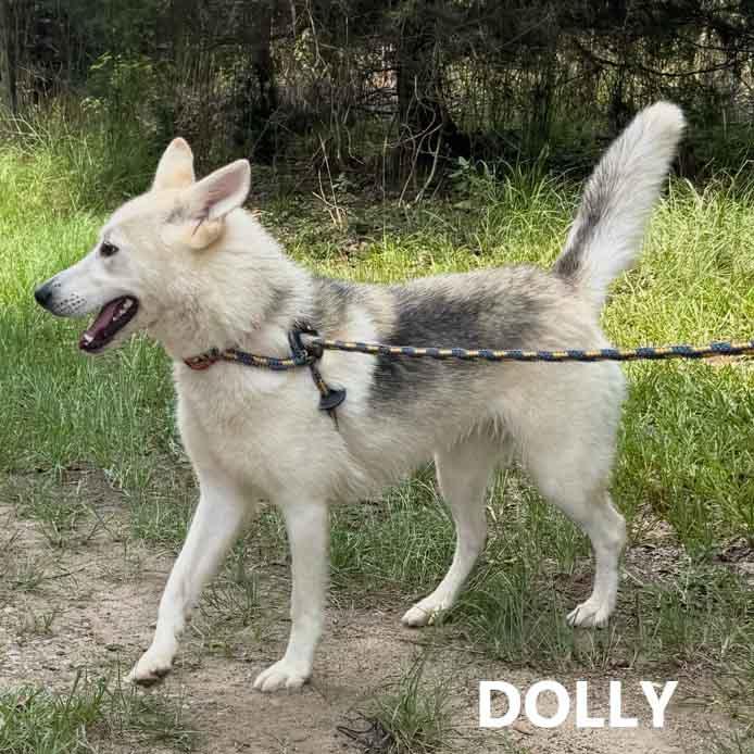 Dolly, an adopted mixed breed in Washington, GA image 3/3