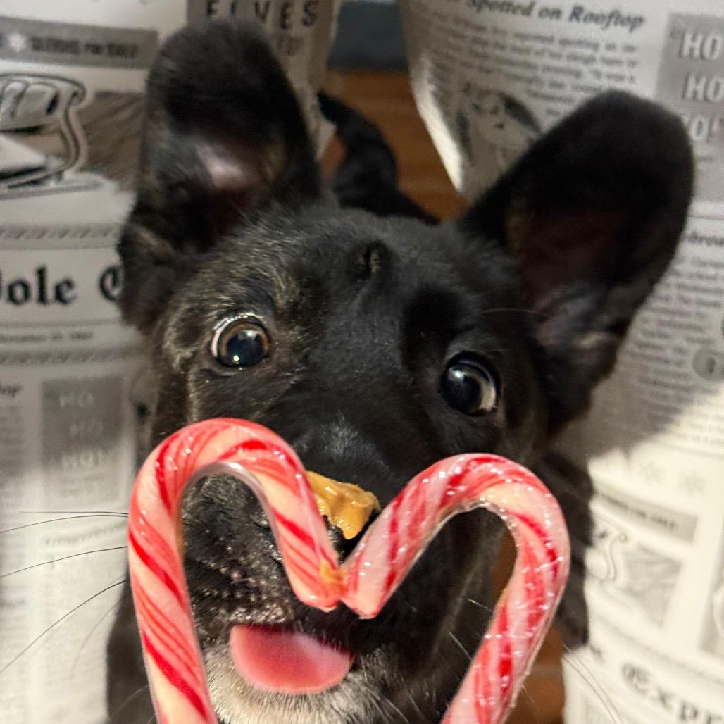 Nyx, a Adoptable German Shepherd Dog in Oxford, ME image 1/3