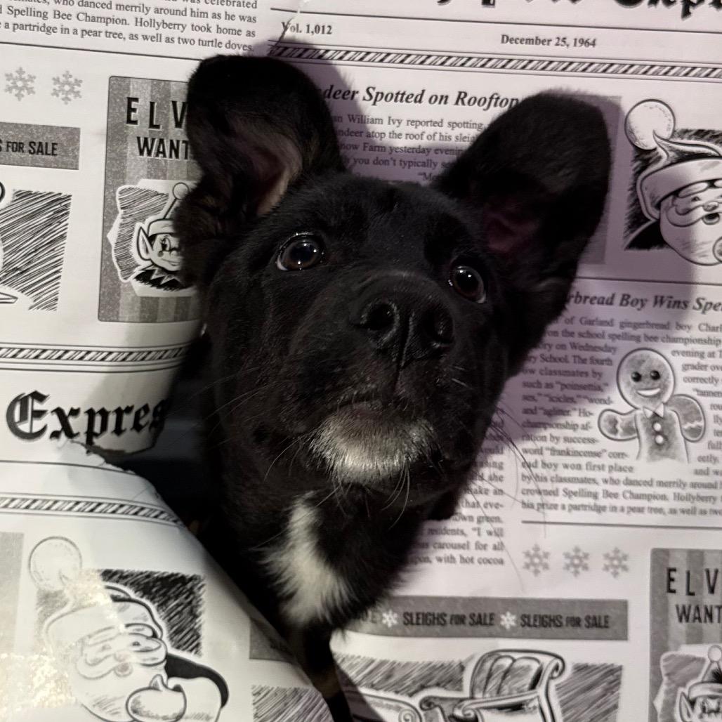 Nyx, a Adoptable German Shepherd Dog in Oxford, ME image 2/3