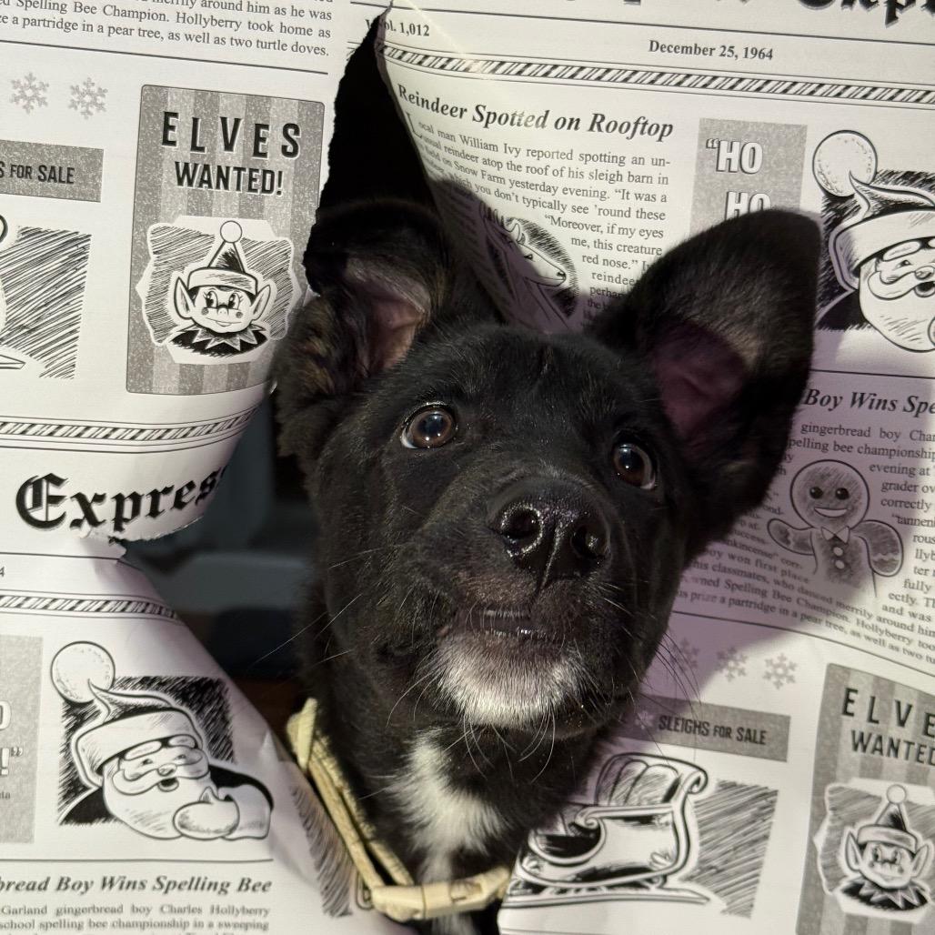 Nyx, a Adoptable German Shepherd Dog in Oxford, ME image 3/3