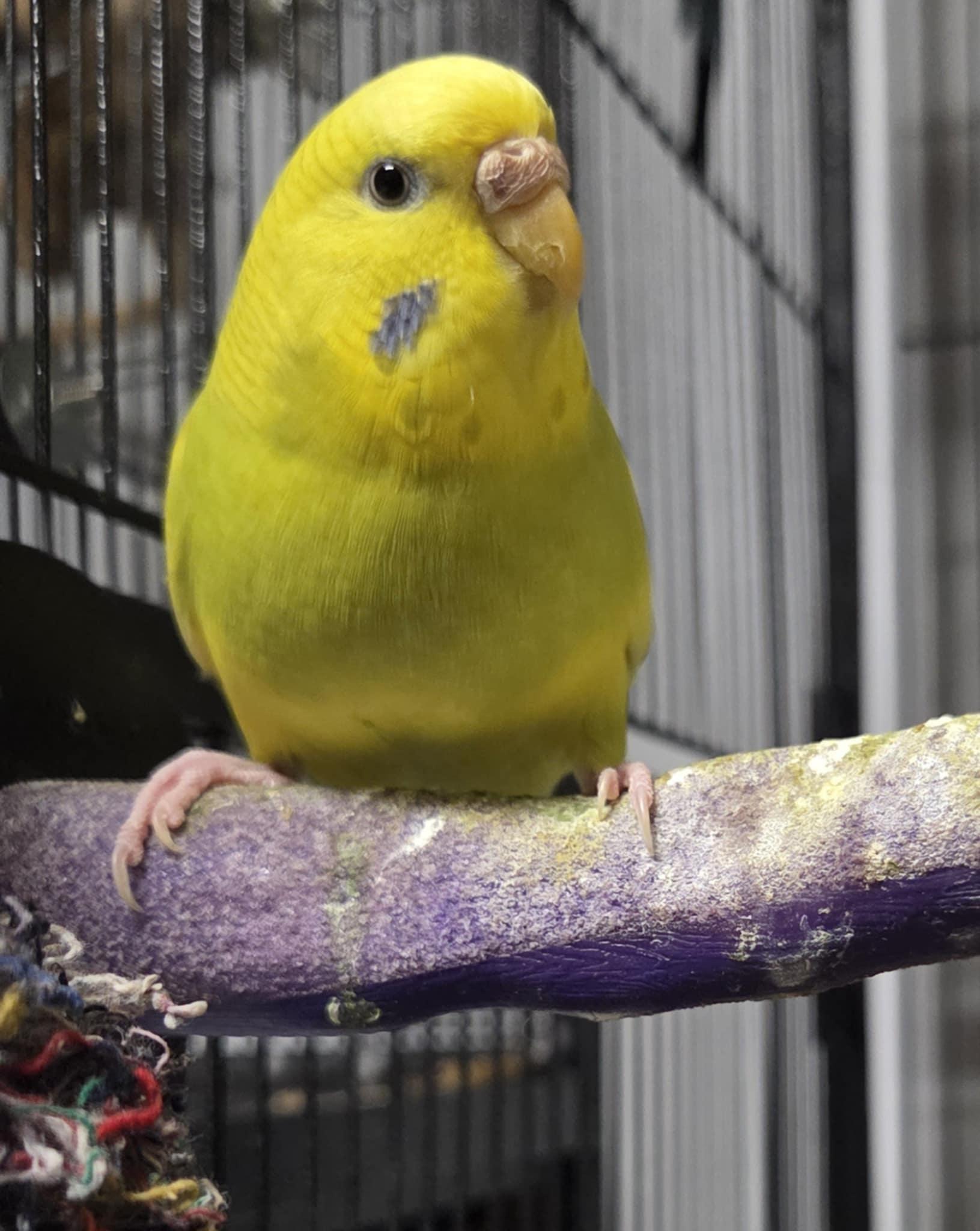 Chip, Adult Female unknown