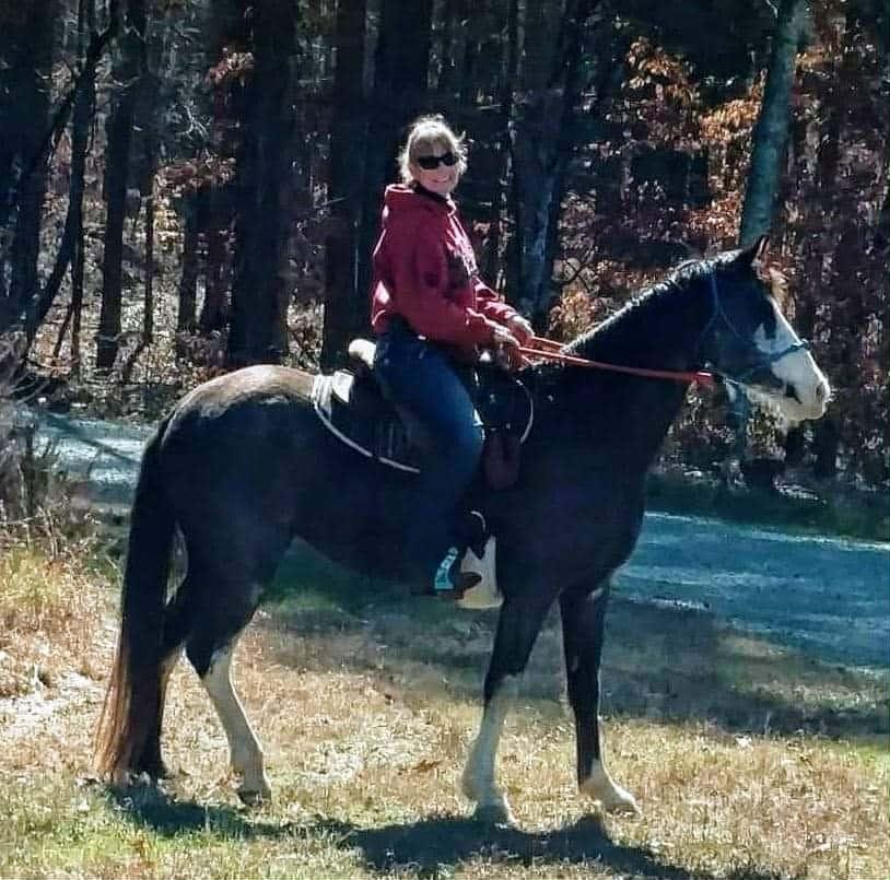 Enlarge Gypsy, a Adoptable Tennessee Walker in Ellenboro, NC image 3/3