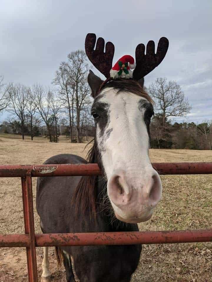 Enlarge Gypsy, a Adoptable Tennessee Walker in Ellenboro, NC image 2/3
