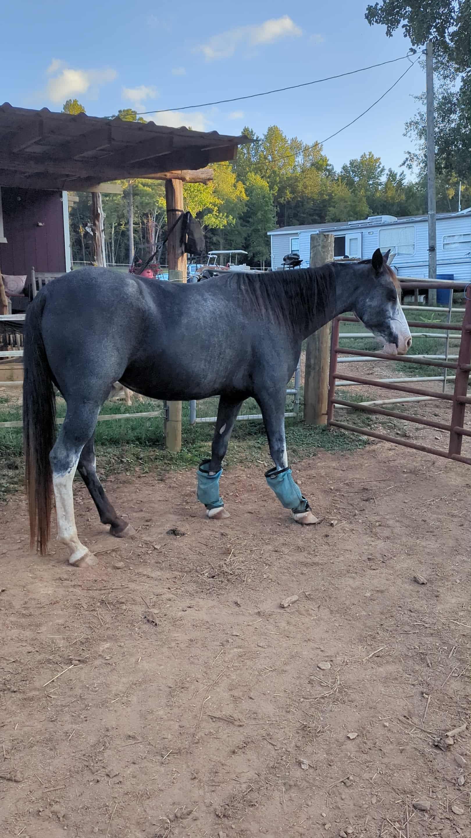Gypsy, Adoptable, Adult Female Tennessee Walker.