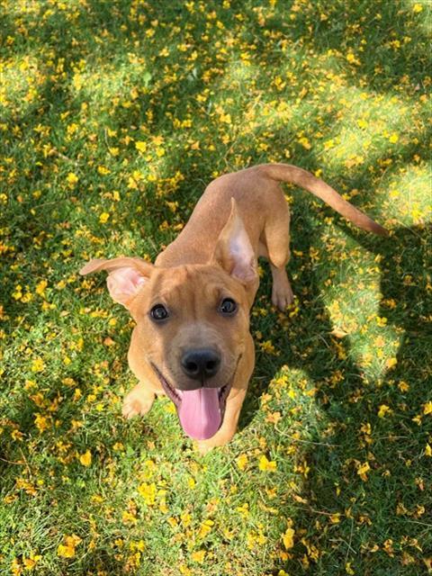 CHULA, Adoptable, Young Female Pit Bull Terrier & Mixed Breed.
