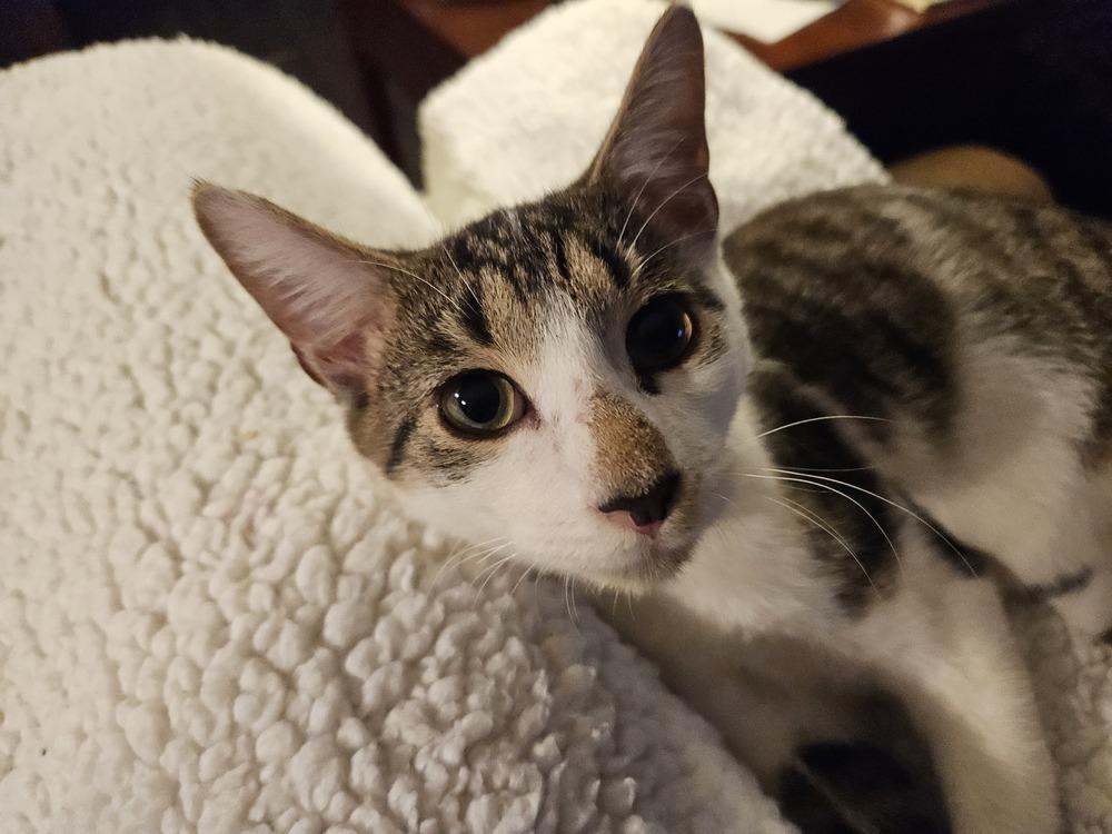 Enlarge Aiden, a Adopted Domestic Short Hair in Youngsville, NC image 1/4