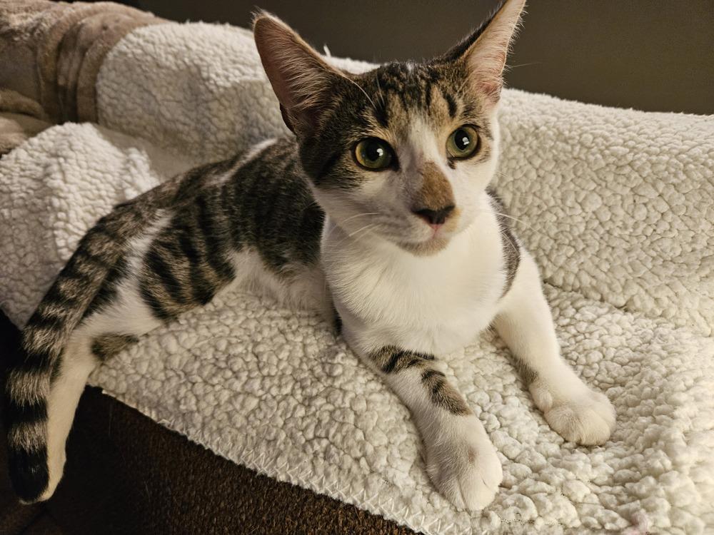 Enlarge Aiden, a Adopted Domestic Short Hair in Youngsville, NC image 2/4