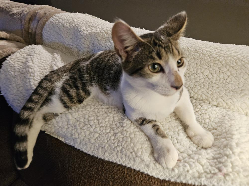 Enlarge Aiden, a Adopted Domestic Short Hair in Youngsville, NC image 4/4