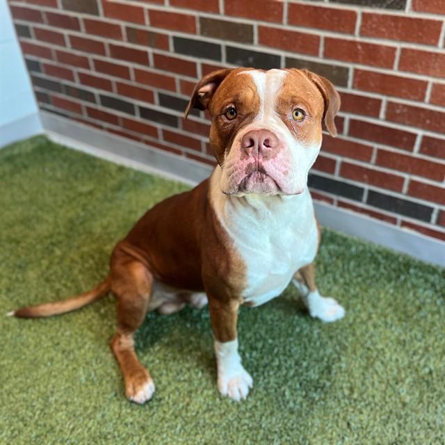 TANX, Adoptable, Young Male Pit Bull Terrier.