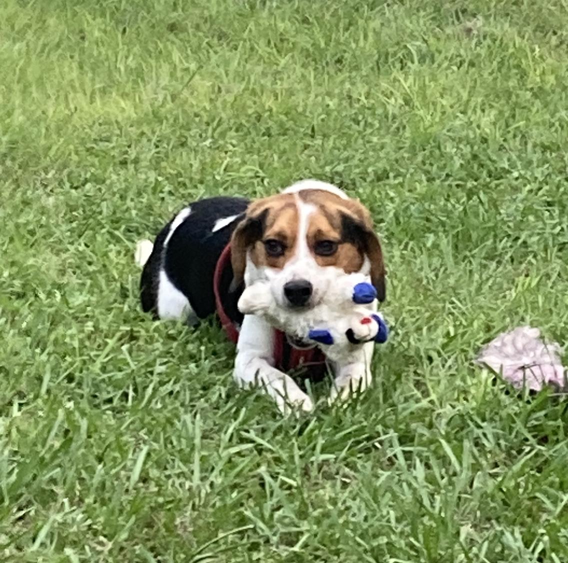 Enlarge Johnny Cash, a Adopted Beagle in Tampa, FL image 1/2