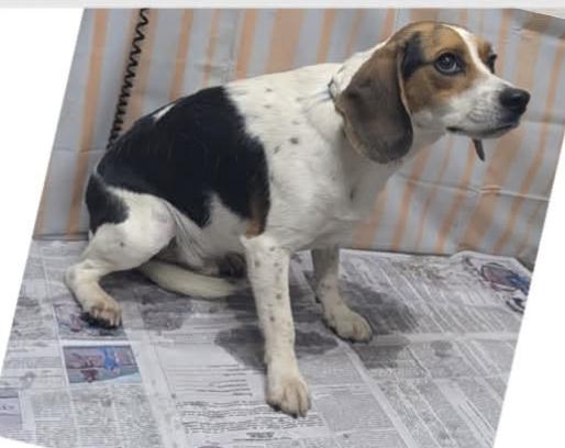 Enlarge Johnny Cash, a Adopted Beagle in Tampa, FL image 2/2