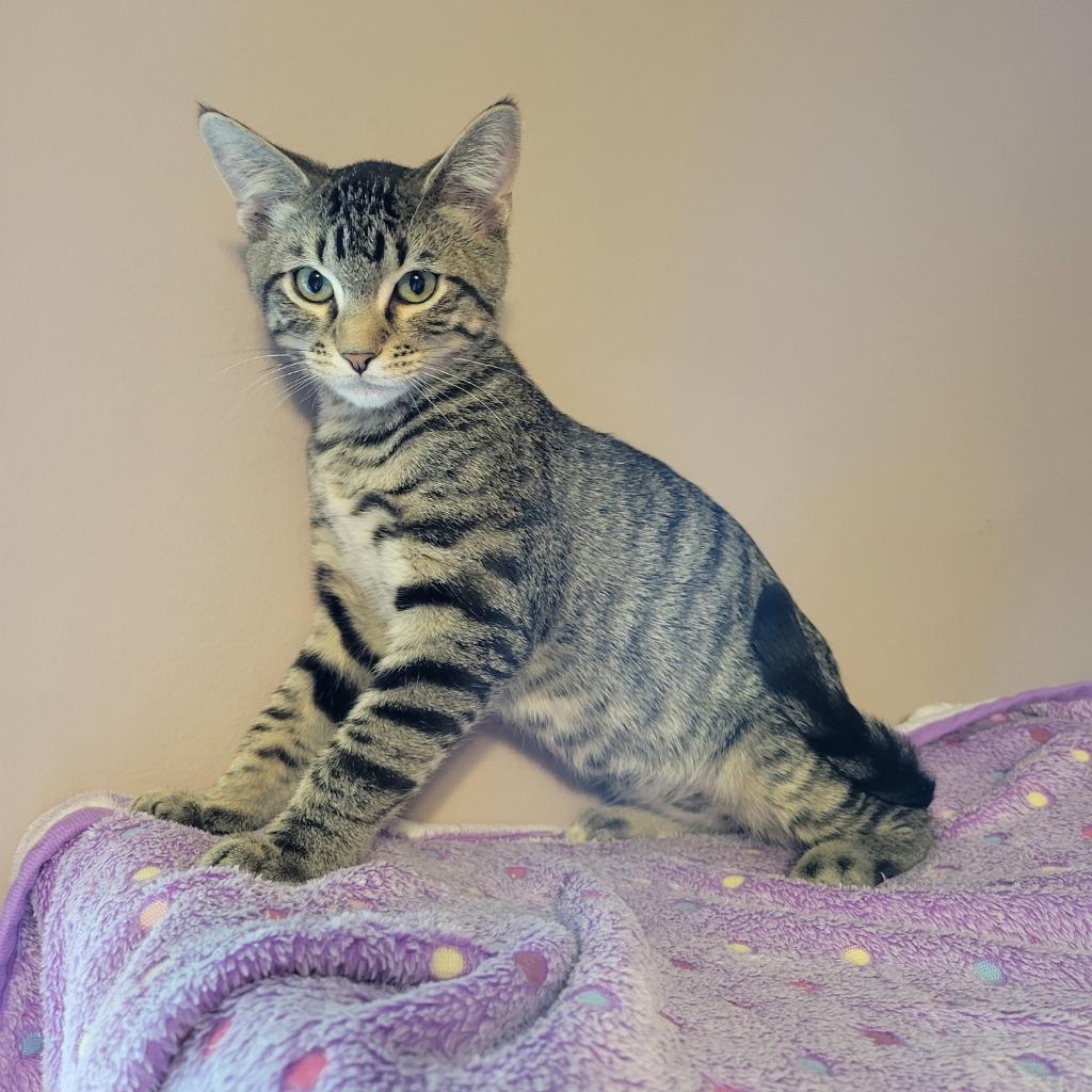 Espresso, Adoptable, Kitten Male Domestic Short Hair.
