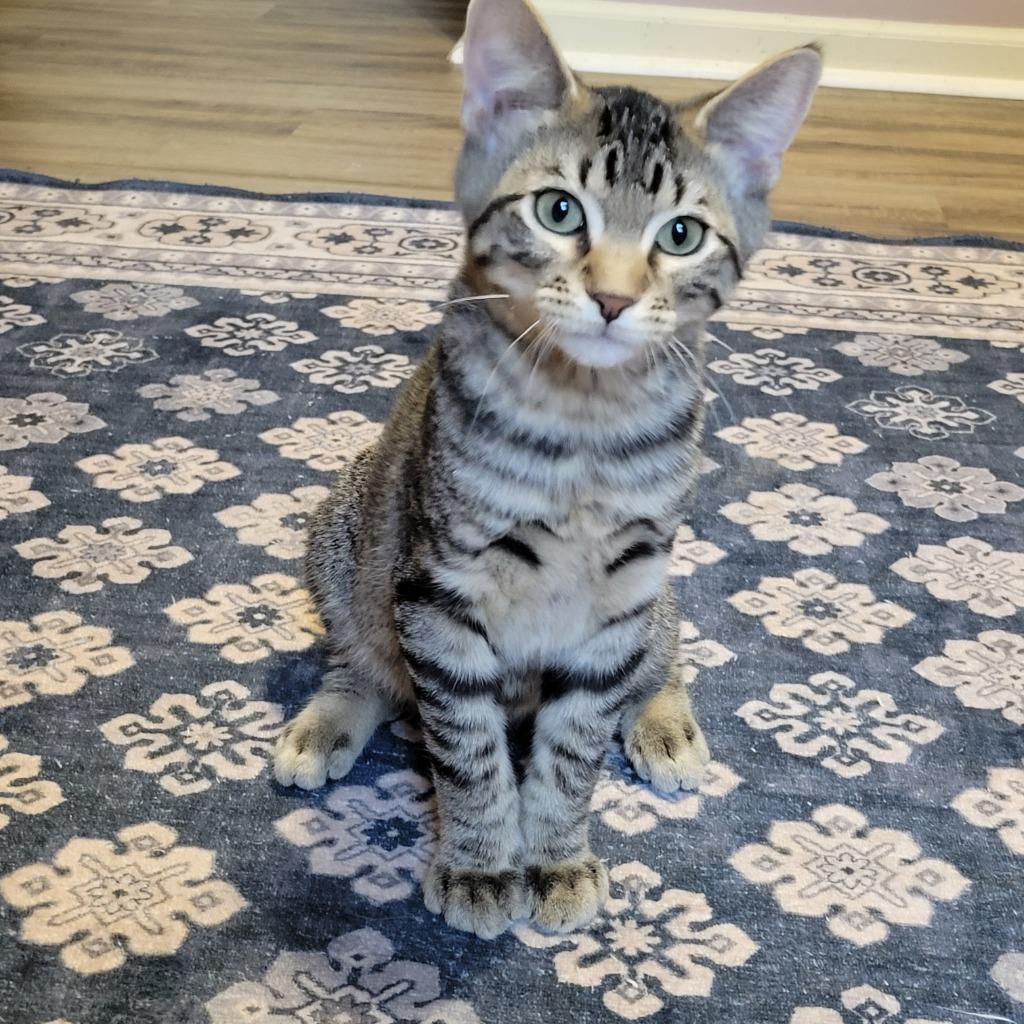 Enlarge Espresso, a Adoptable mixed breed in Shawnee, KS image 2/4
