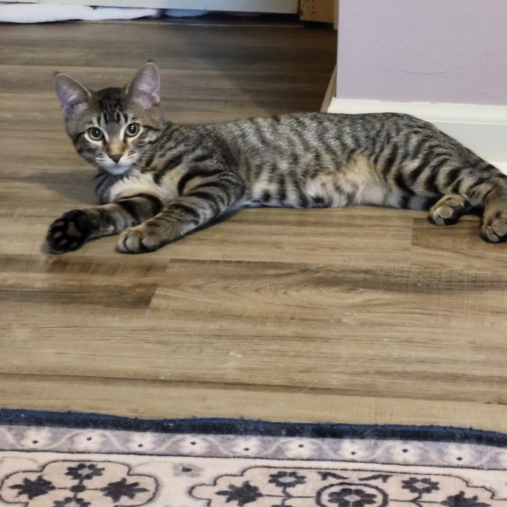Enlarge Espresso, a Adoptable mixed breed in Shawnee, KS image 3/4