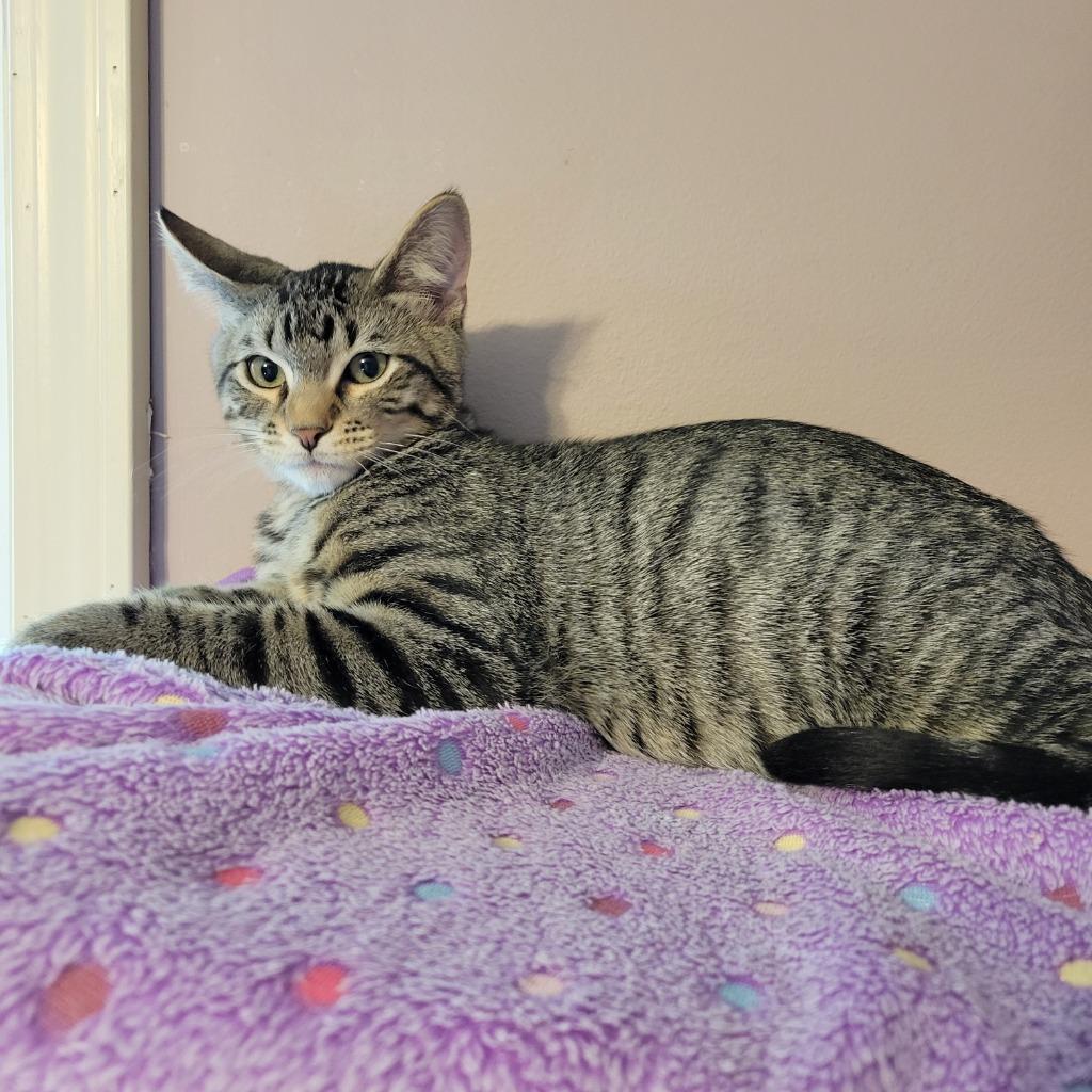 Enlarge Espresso, a Adoptable mixed breed in Shawnee, KS image 4/4