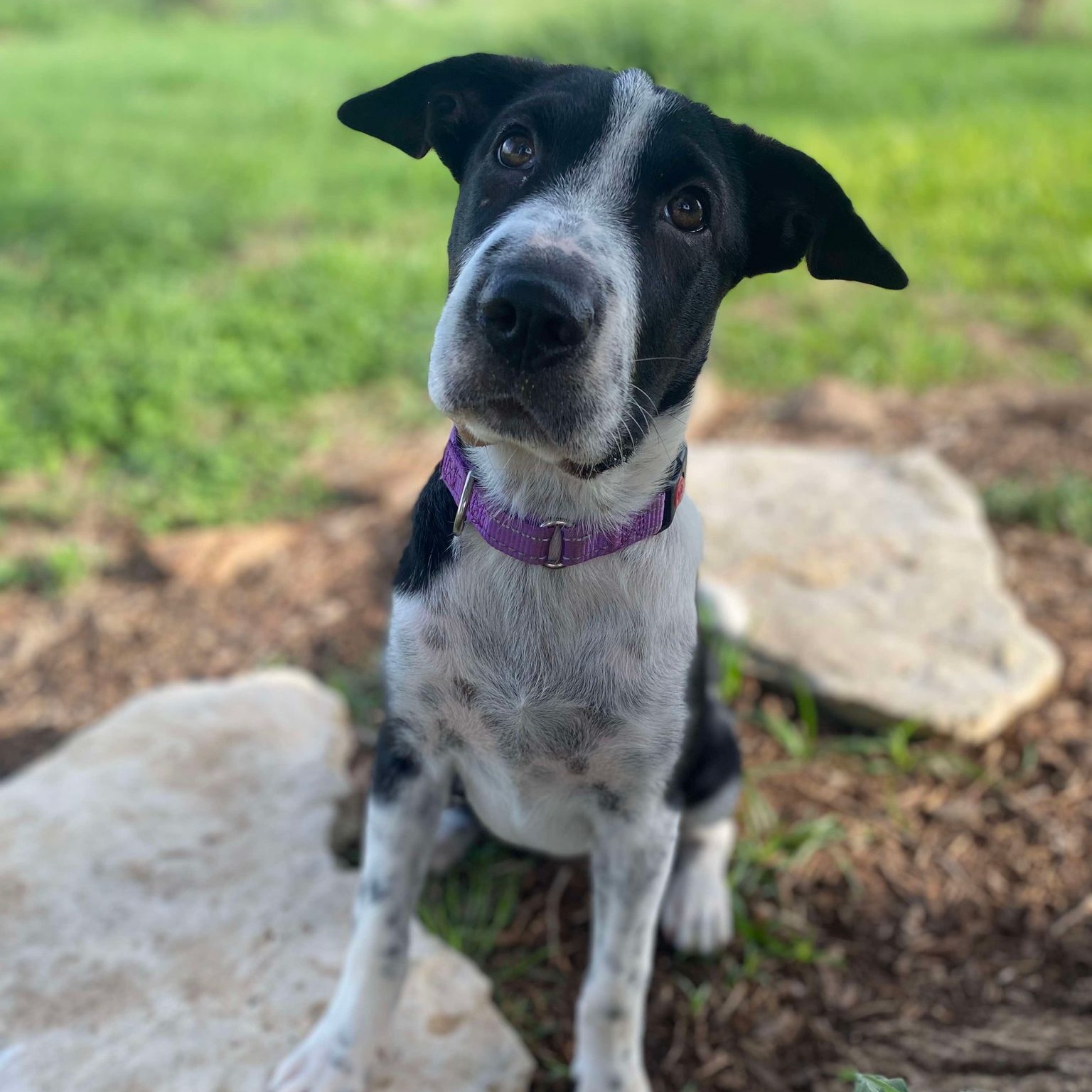 Dog for adoption Macy cat, kid and dog friendly!, an Australian