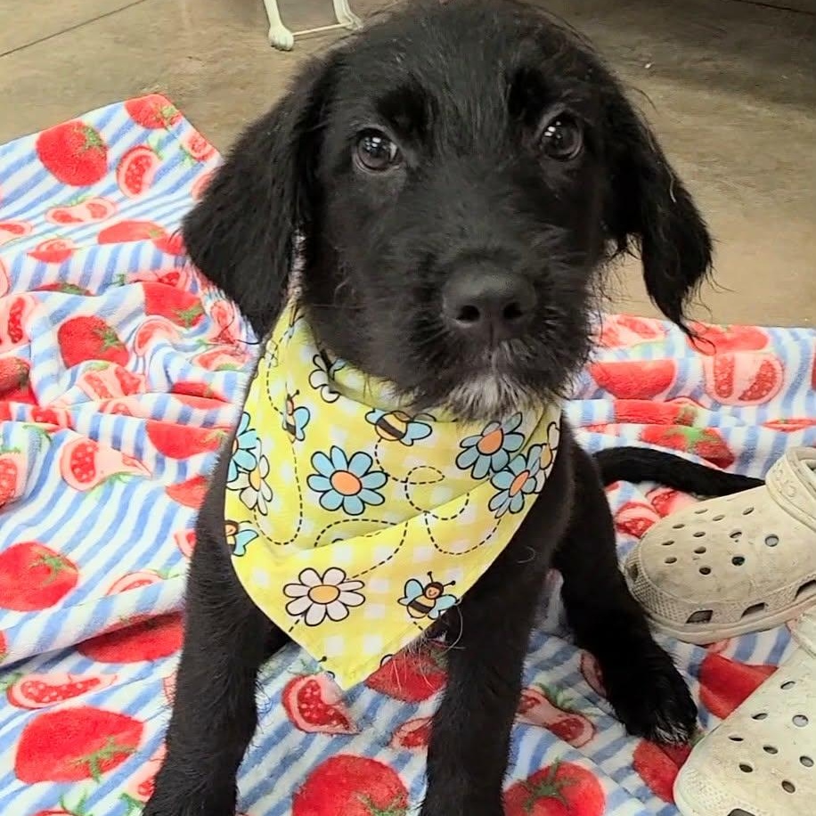 Pop Tart, ADOPTABLE, Young Male Black Labrador Retriever & Schnauzer.