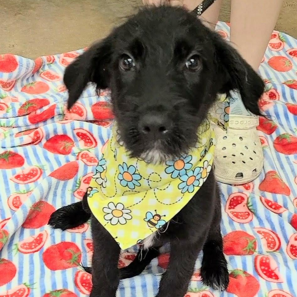 Enlarge Pop Tart, a ADOPTABLE mixed breed in Woolwich, ME image 2/4