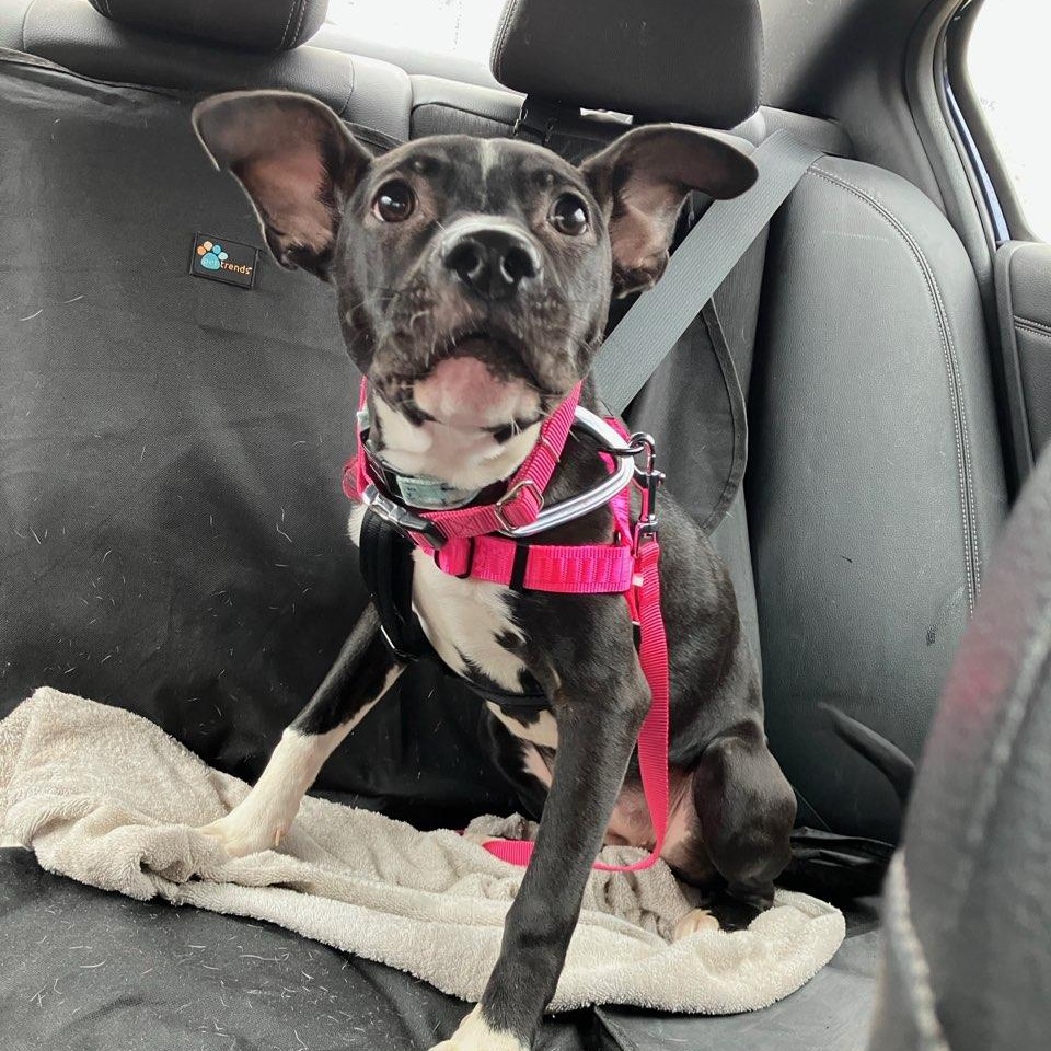 Enlarge Hope, a ADOPTABLE mixed breed in Plainfield, IL image 2/5