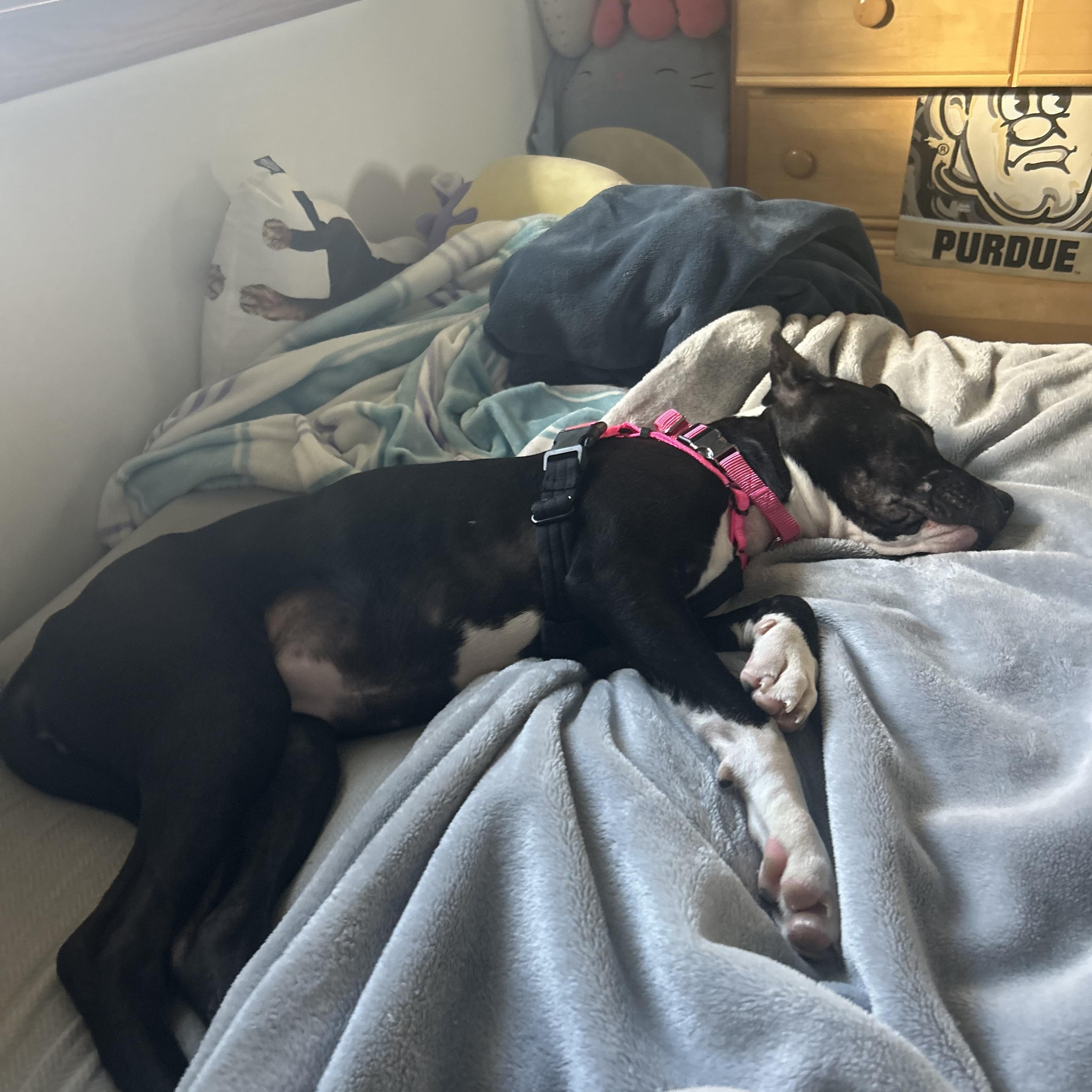 Enlarge Hope, a ADOPTABLE mixed breed in Plainfield, IL image 3/5