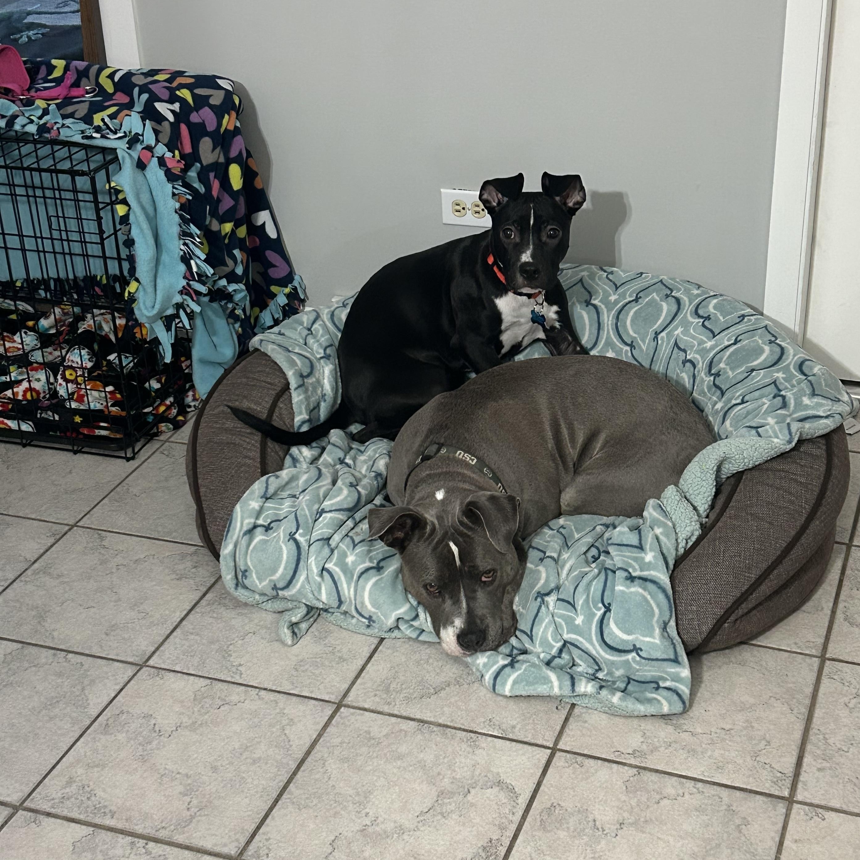 Enlarge Hope, a ADOPTABLE mixed breed in Plainfield, IL image 4/5