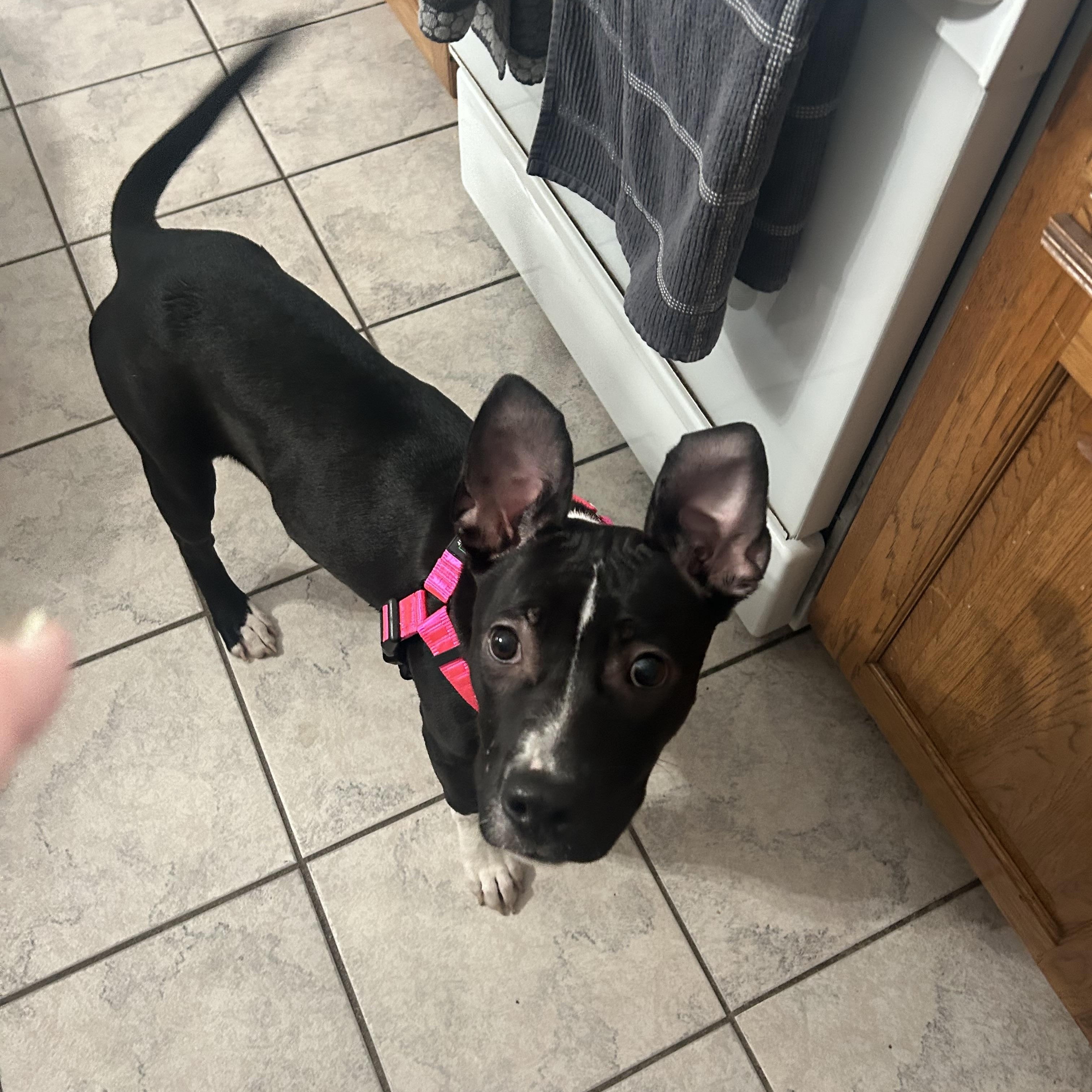 Enlarge Hope, a ADOPTABLE mixed breed in Plainfield, IL image 1/5