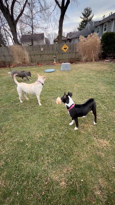 Enlarge Hope, a ADOPTABLE mixed breed in Plainfield, IL video 5/5