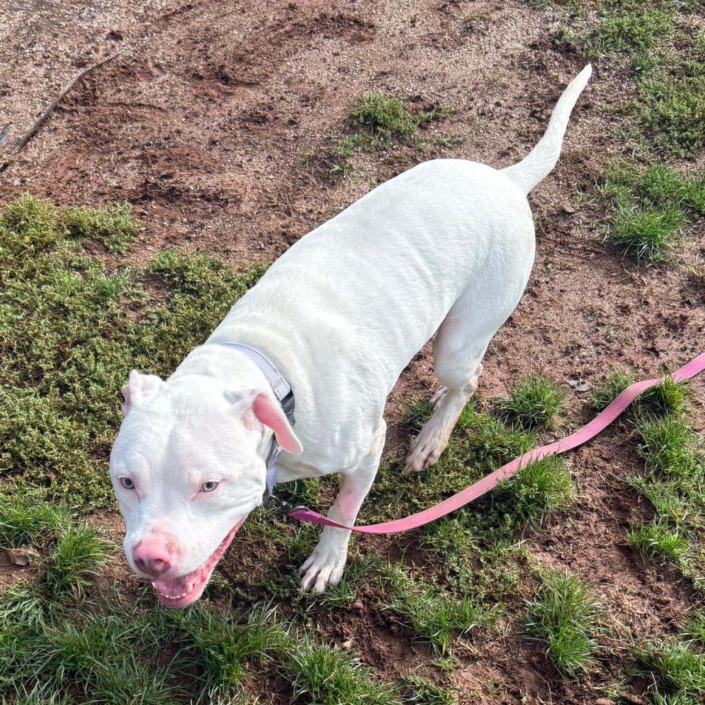 Nigel, Adoptable, Young Male Pit Bull Terrier.