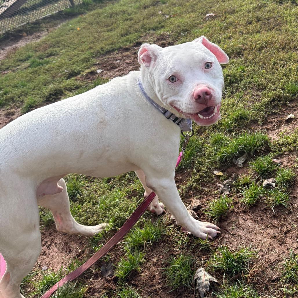 Enlarge Nigel, a Adoptable Pit Bull Terrier in York, PA image 2/6