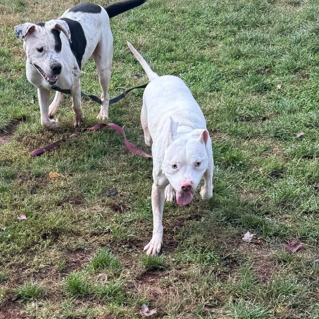 Enlarge Nigel, a Adoptable Pit Bull Terrier in York, PA image 3/6