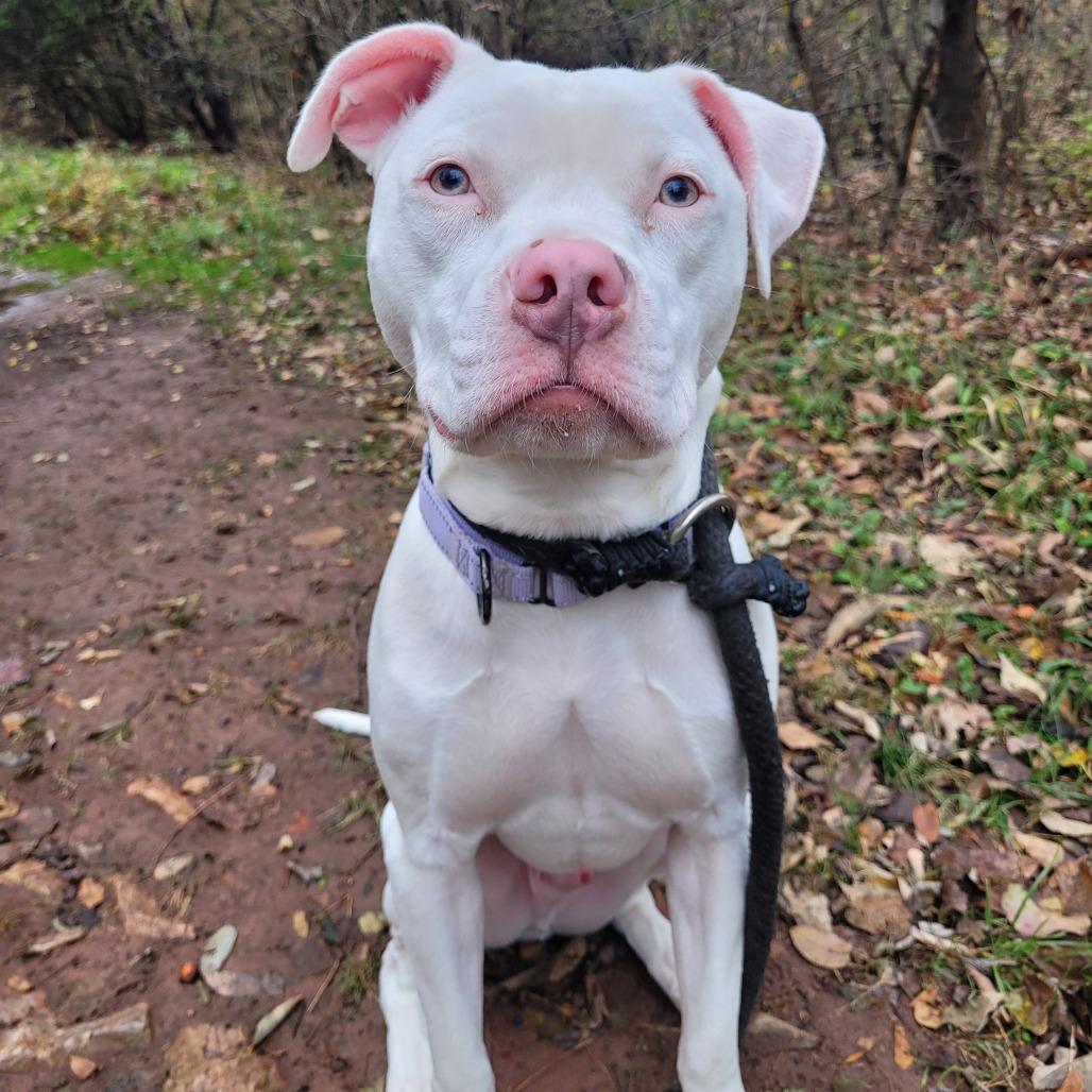 Enlarge Nigel, a Adoptable Pit Bull Terrier in York, PA image 4/6