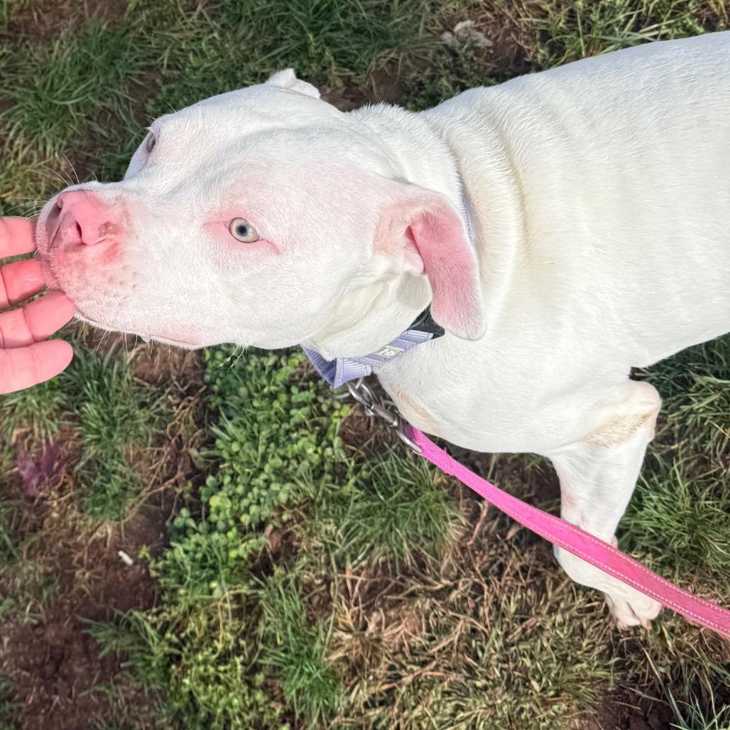 Enlarge Nigel, a Adoptable Pit Bull Terrier in York, PA image 5/6