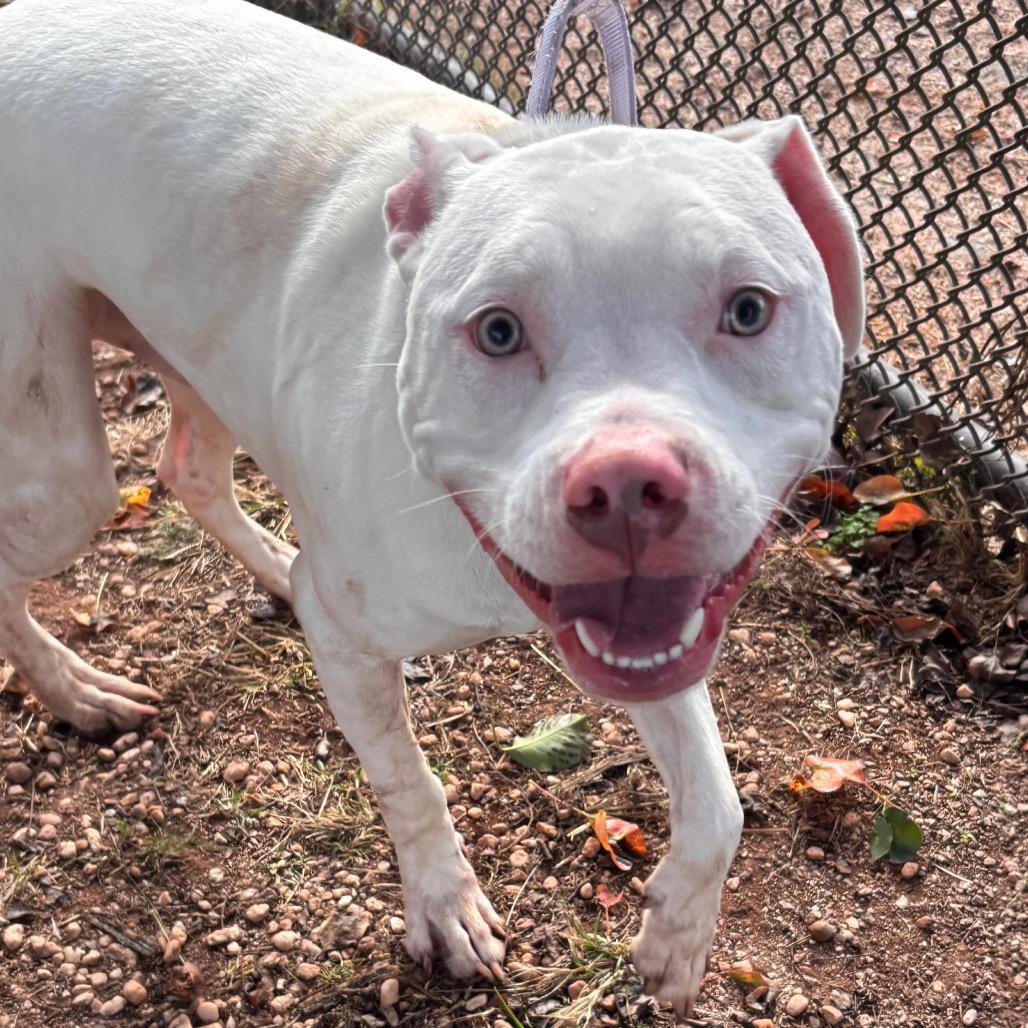 Enlarge Nigel, a Adoptable Pit Bull Terrier in York, PA image 6/6