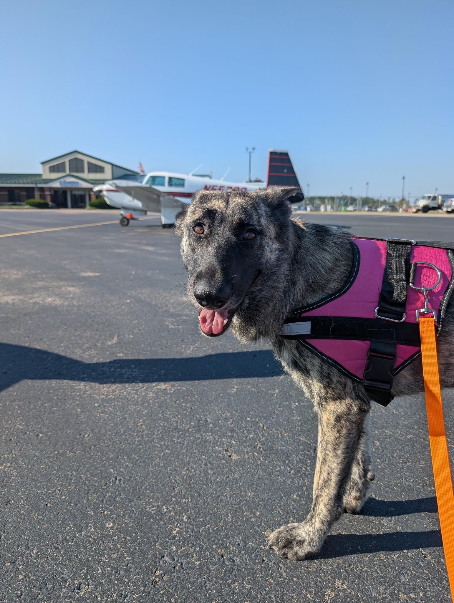 PARIS, Adopted, Young Female Dutch Shepherd.