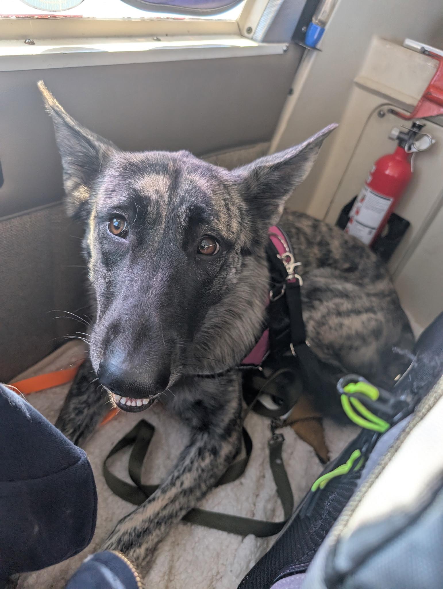 PARIS, a Adopted Dutch Shepherd in Wilmington, DE image 2/5