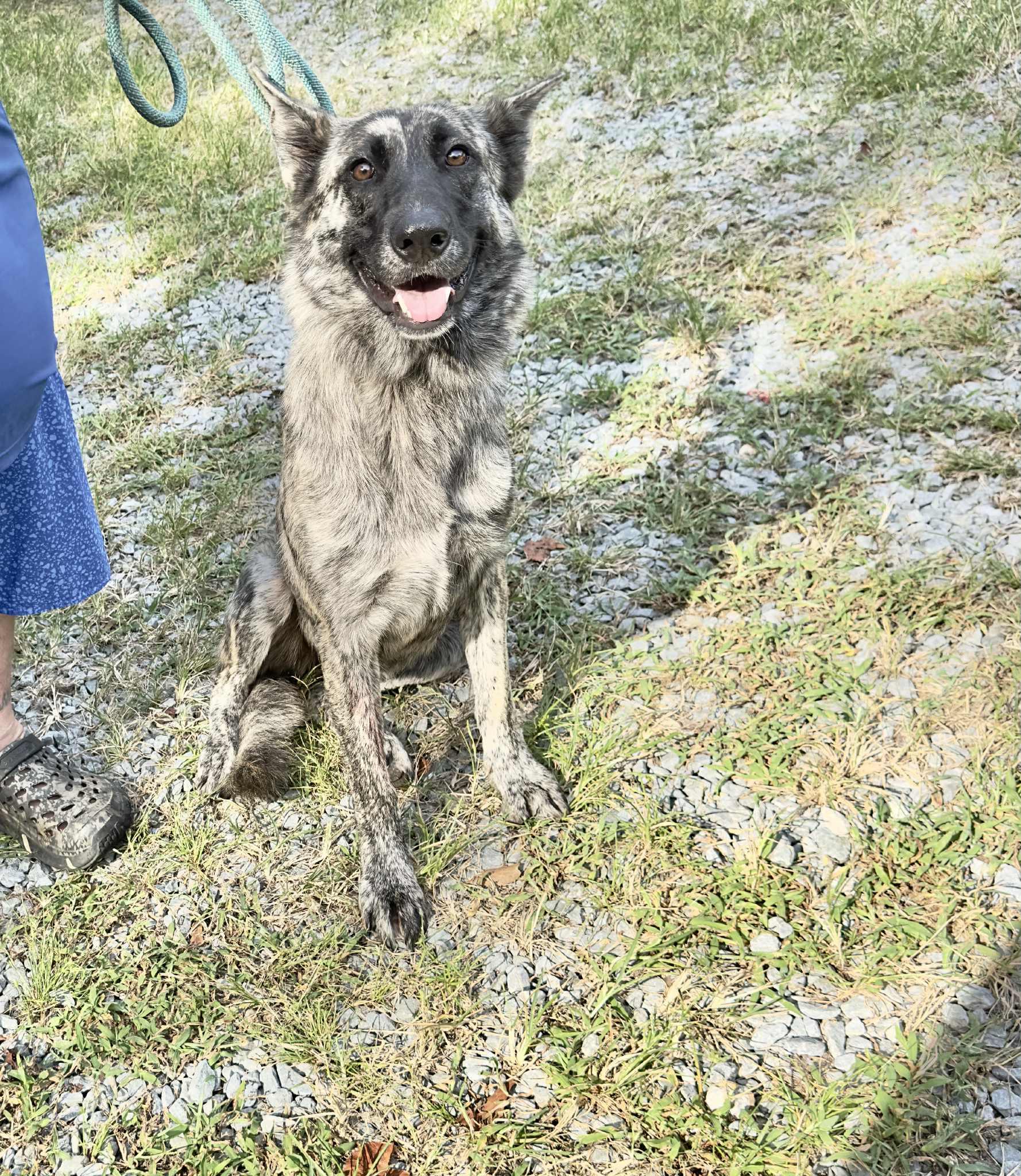 PARIS, a Adopted Dutch Shepherd in Wilmington, DE image 3/5