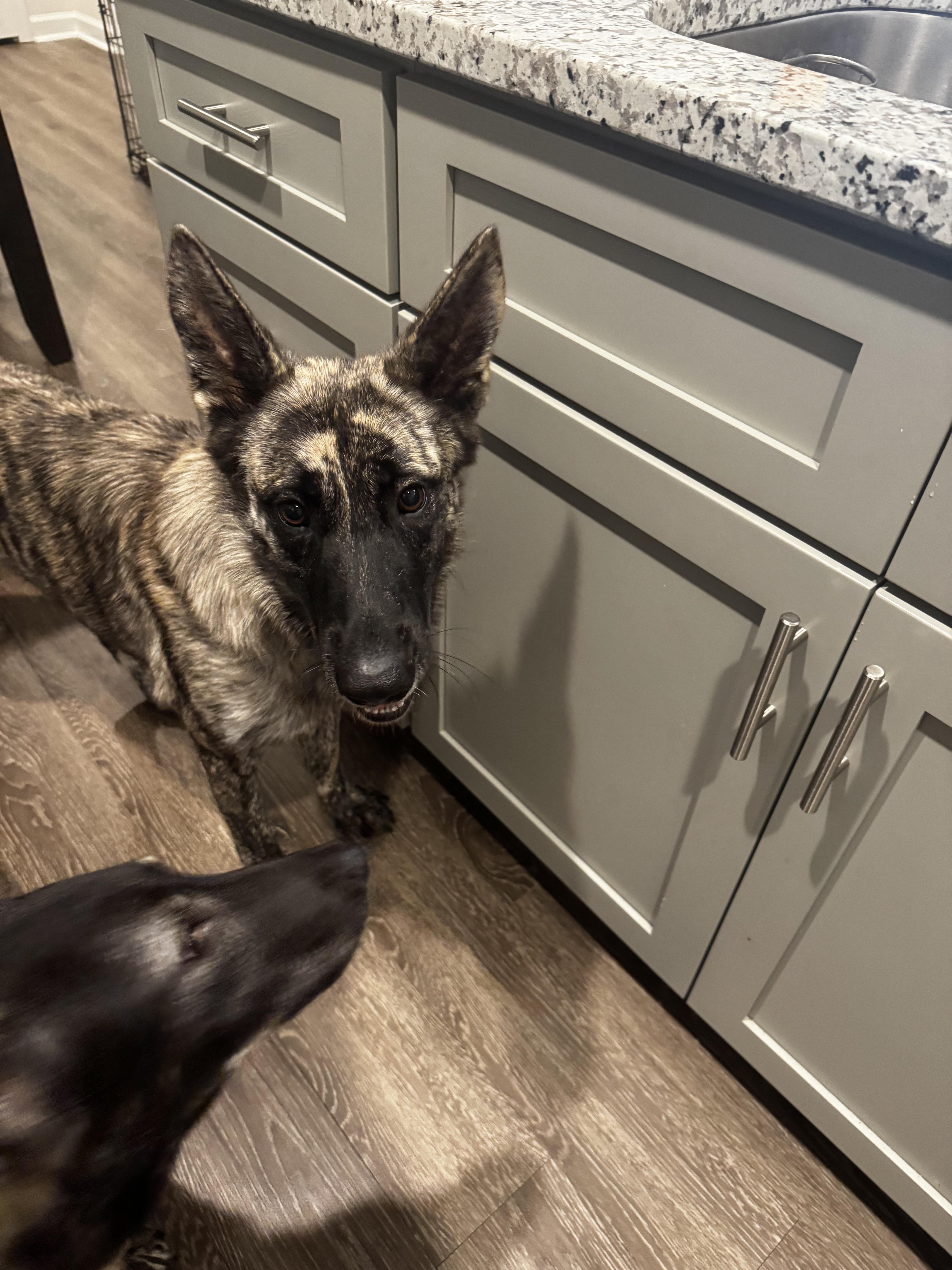 PARIS, a Adopted Dutch Shepherd in Wilmington, DE image 4/5