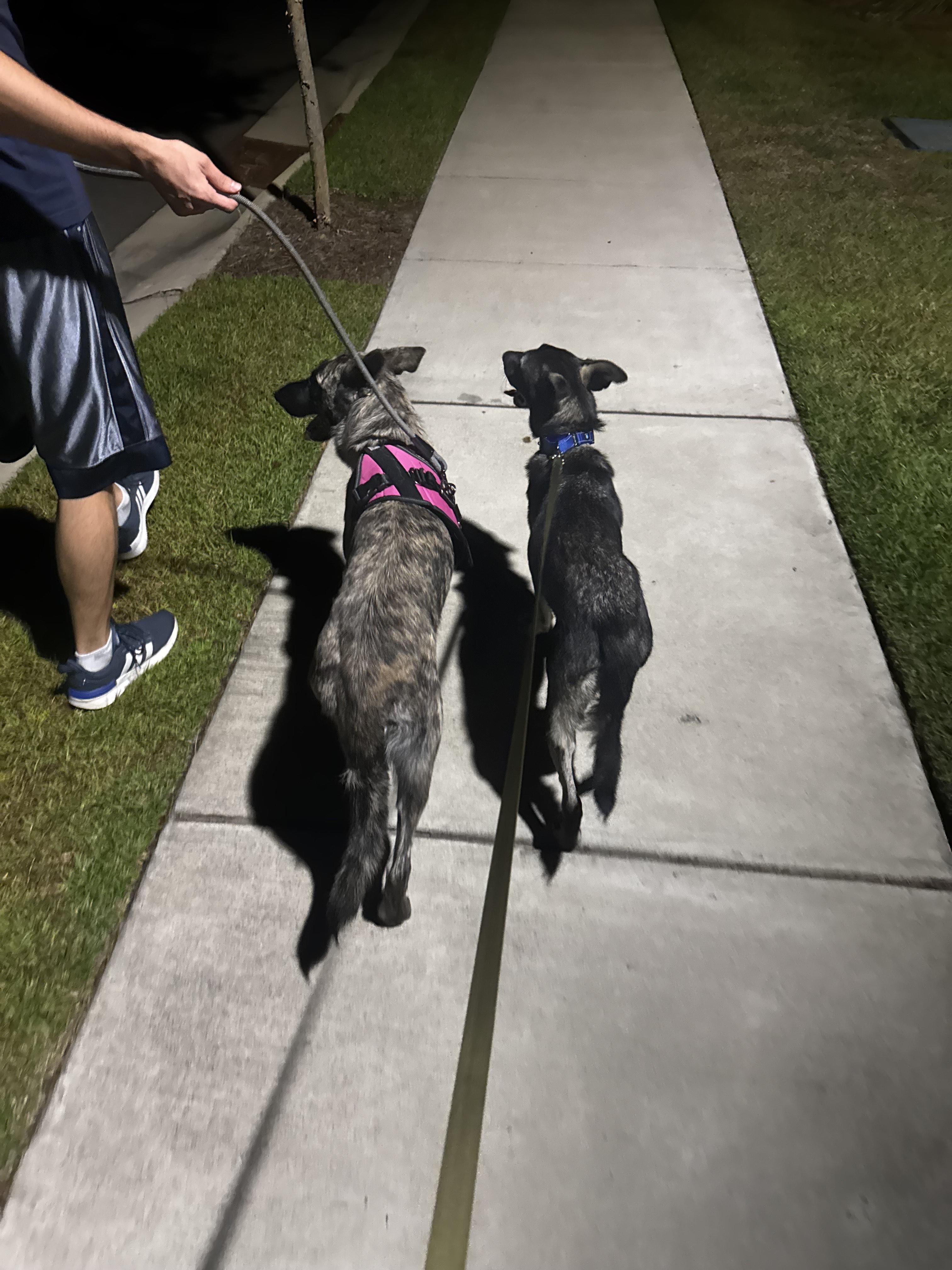 PARIS, a Adopted Dutch Shepherd in Wilmington, DE image 5/5