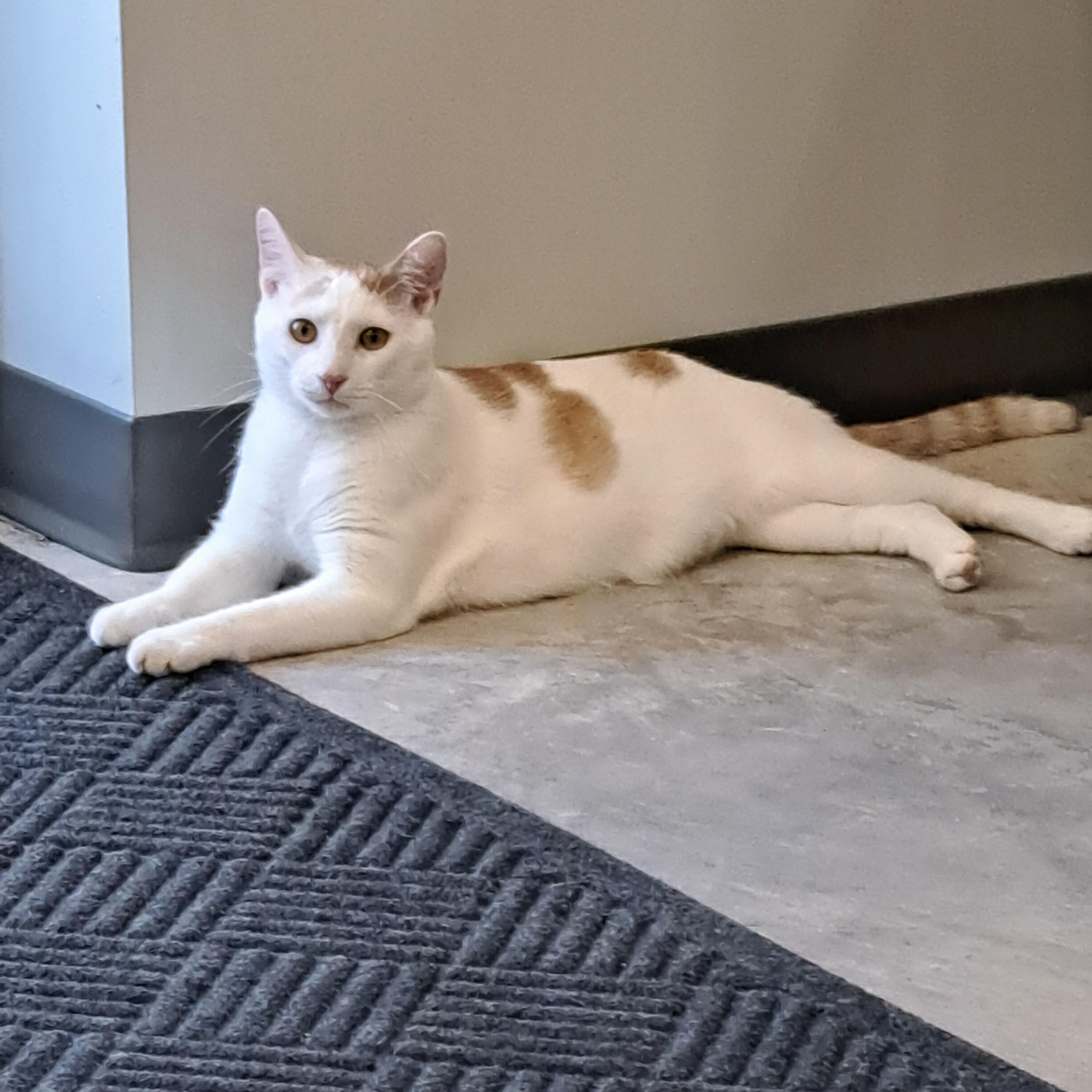 Patch, ADOPTABLE, Young Male Domestic Short Hair.
