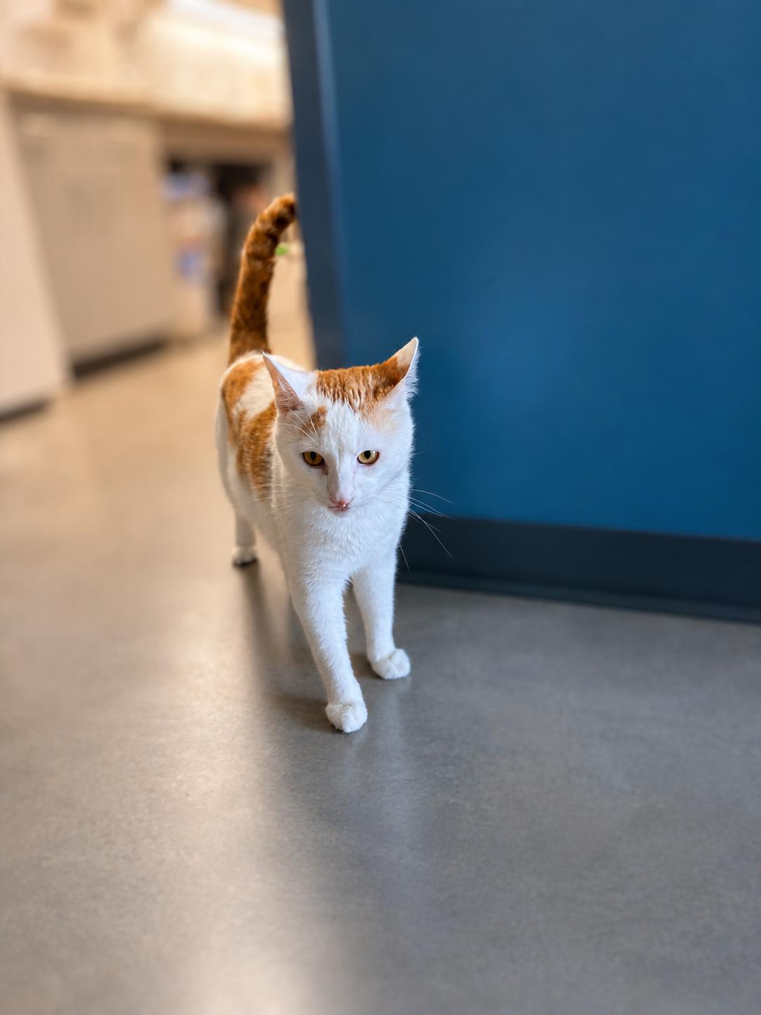 Enlarge Patch, a ADOPTABLE Domestic Short Hair in Jefferson, IA image 1/1