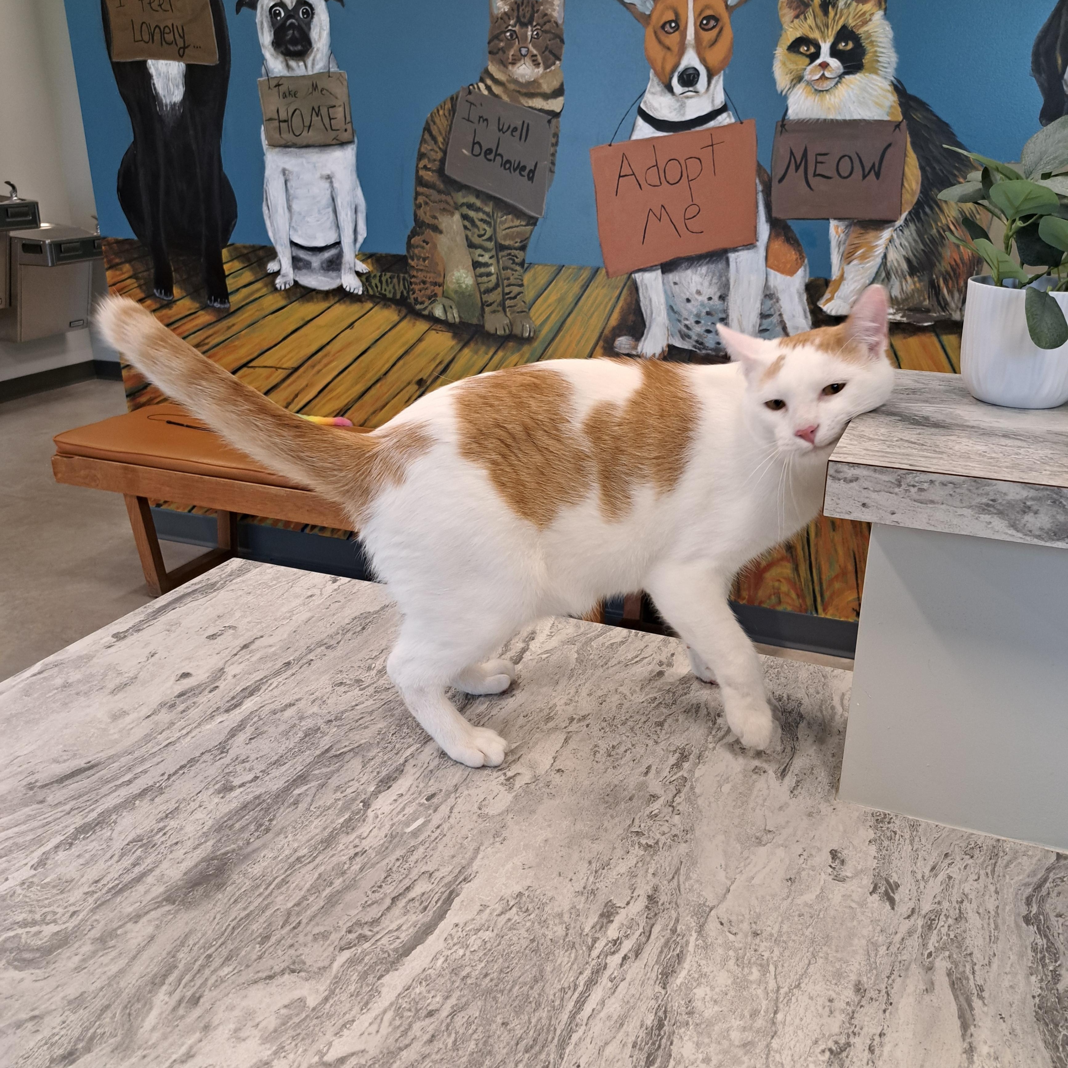 Enlarge Patch, a ADOPTABLE Domestic Short Hair in Jefferson, IA image 2/2